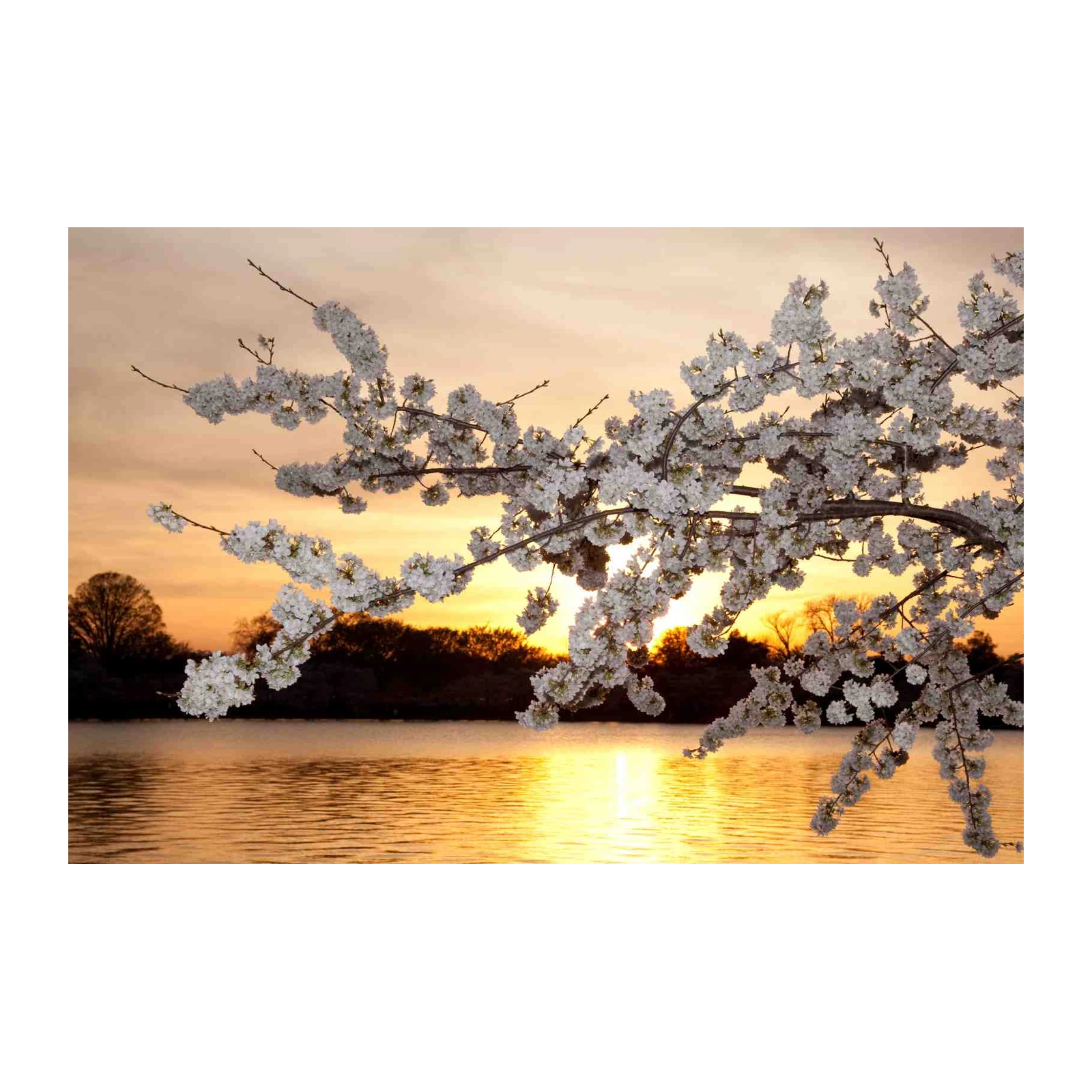 Serene Cherry Blossom Sunset Wall Art
