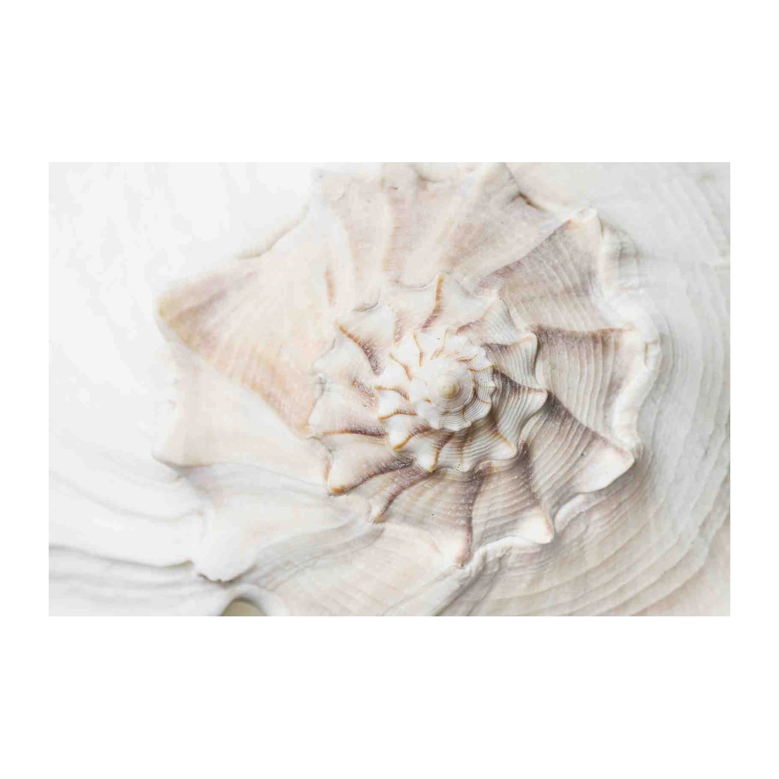 Serene Nautilus Spiral Beach Art Wall Art