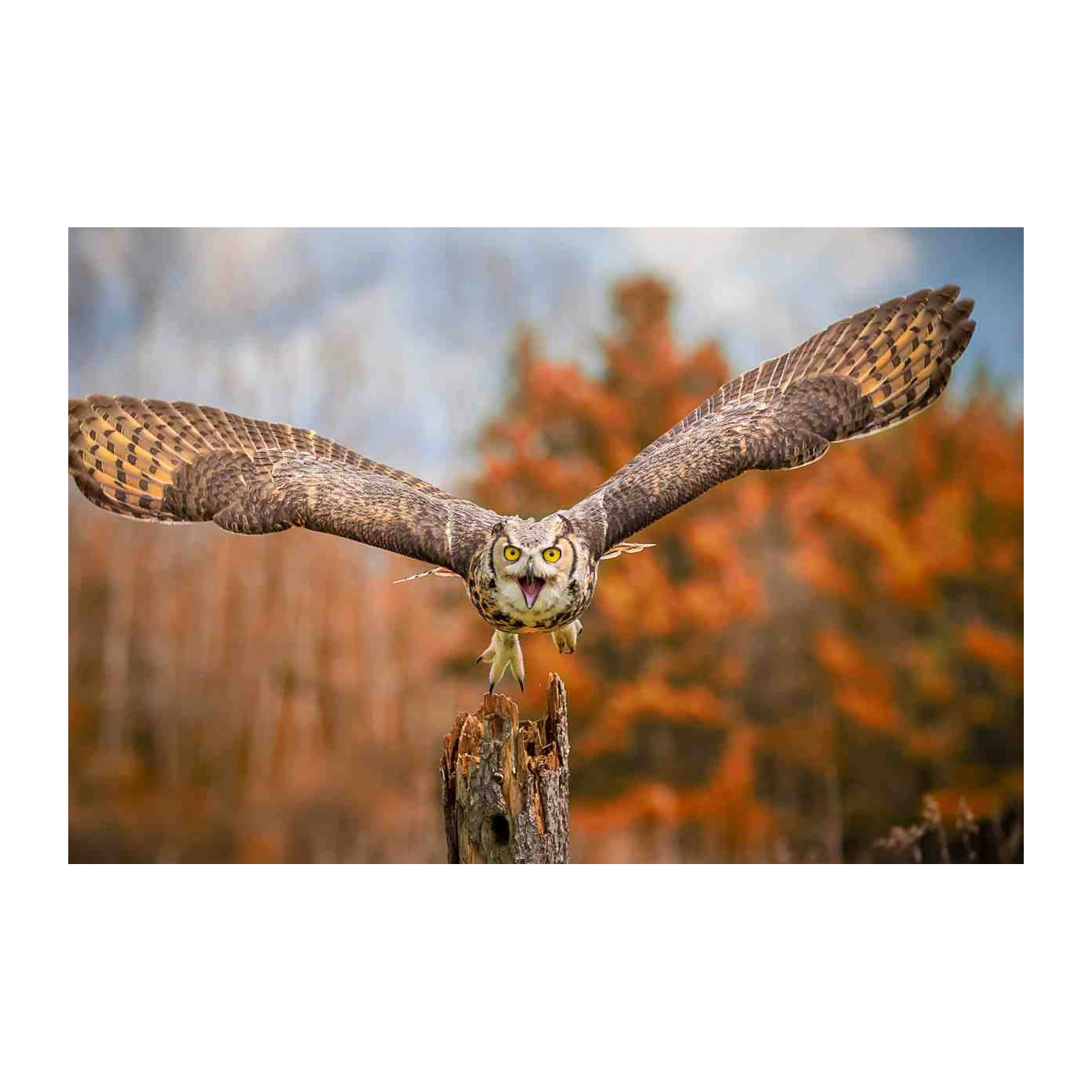 Majestic Owl in Flight Wall Art