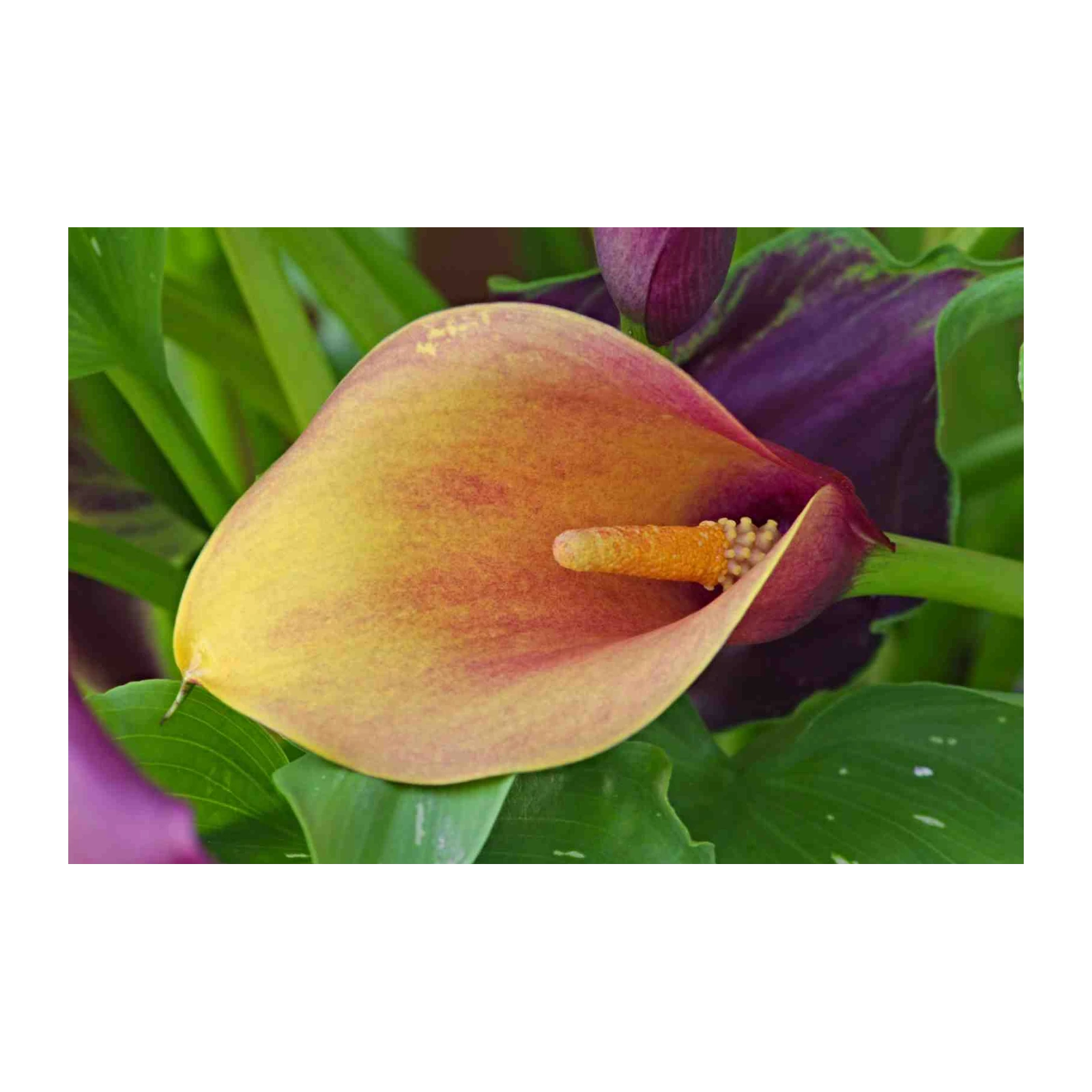 Vibrant Calla Lily Floral Art Wall Art