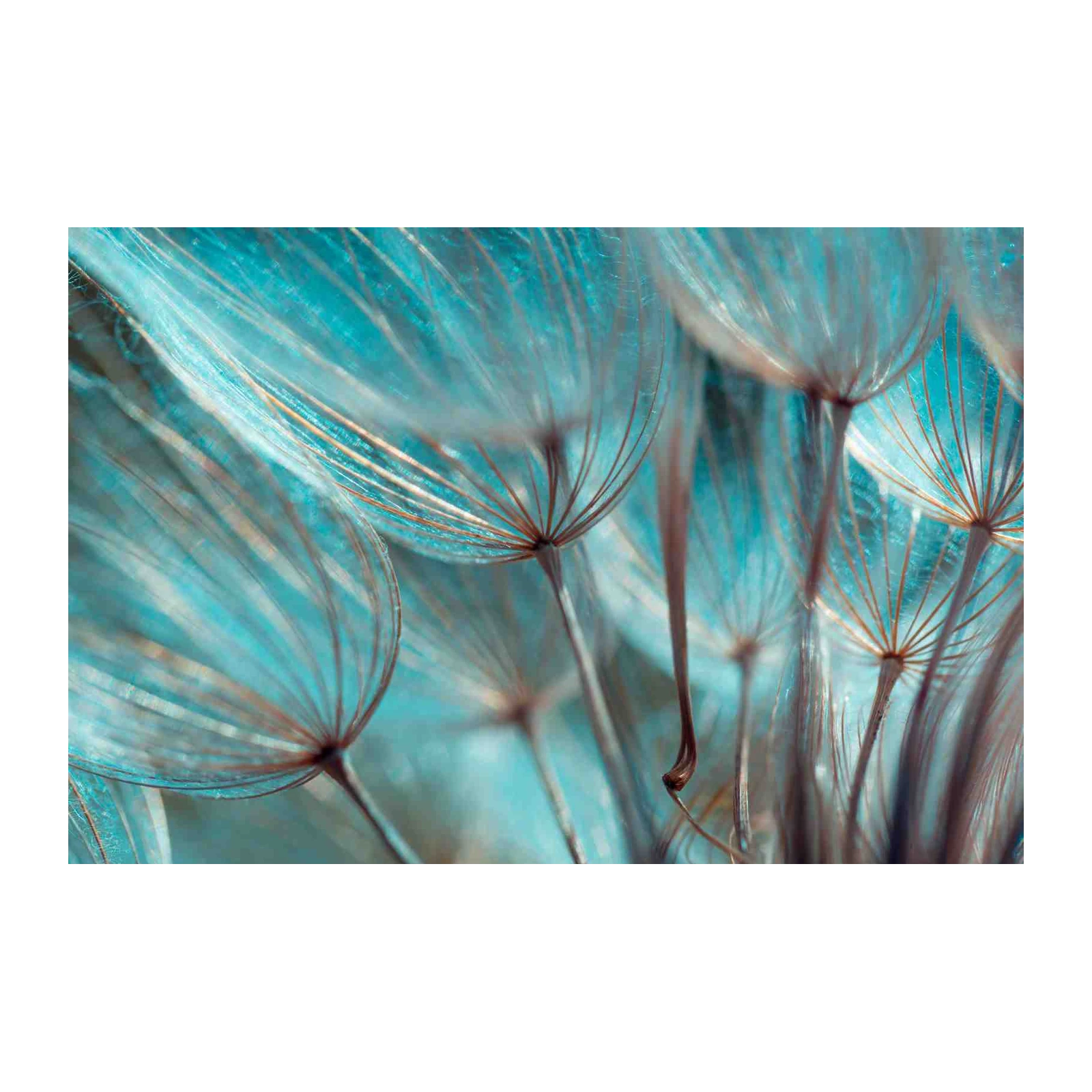Serene Dandelion Seed Macro Wall Art