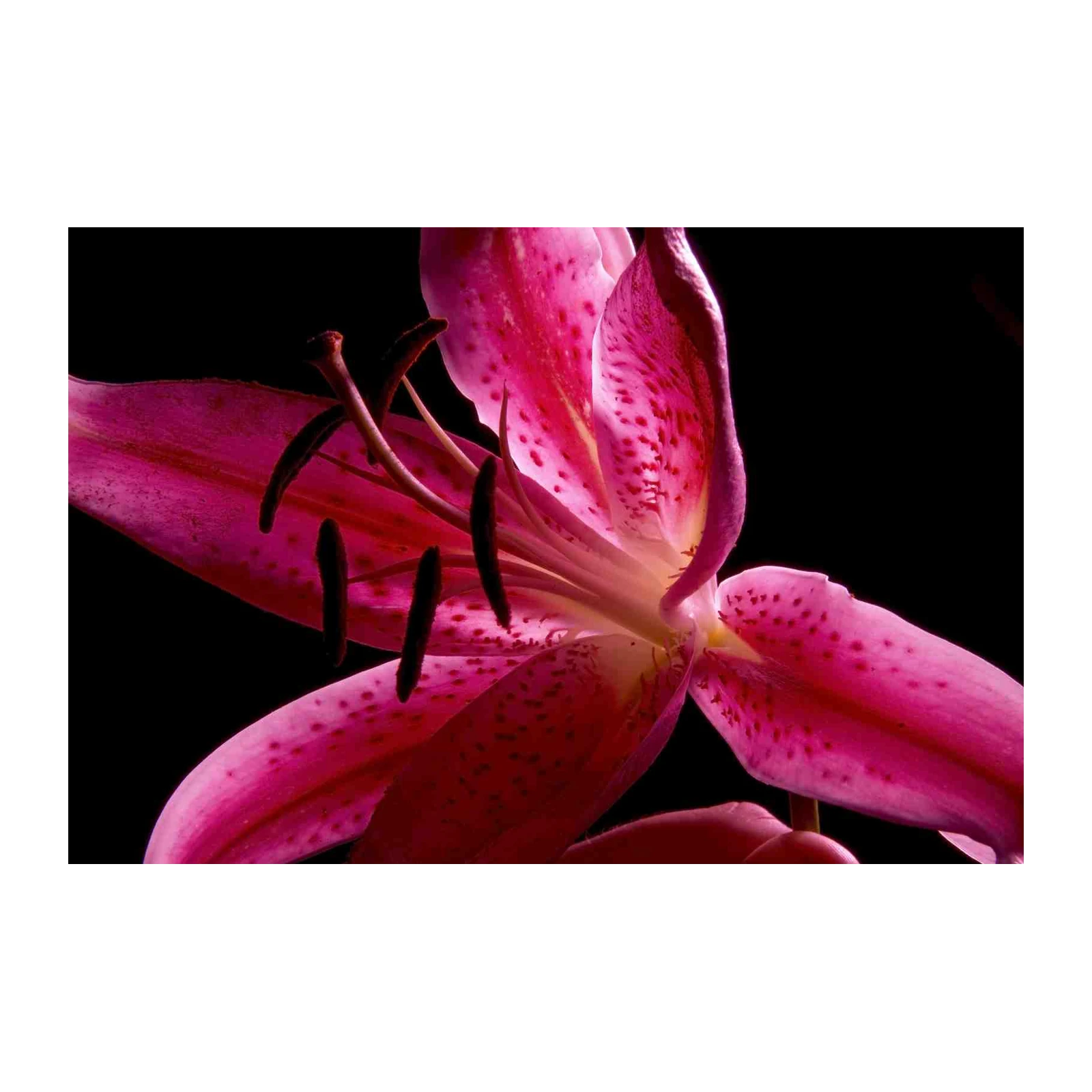 Vibrant Pink Lily Macro Wall Art