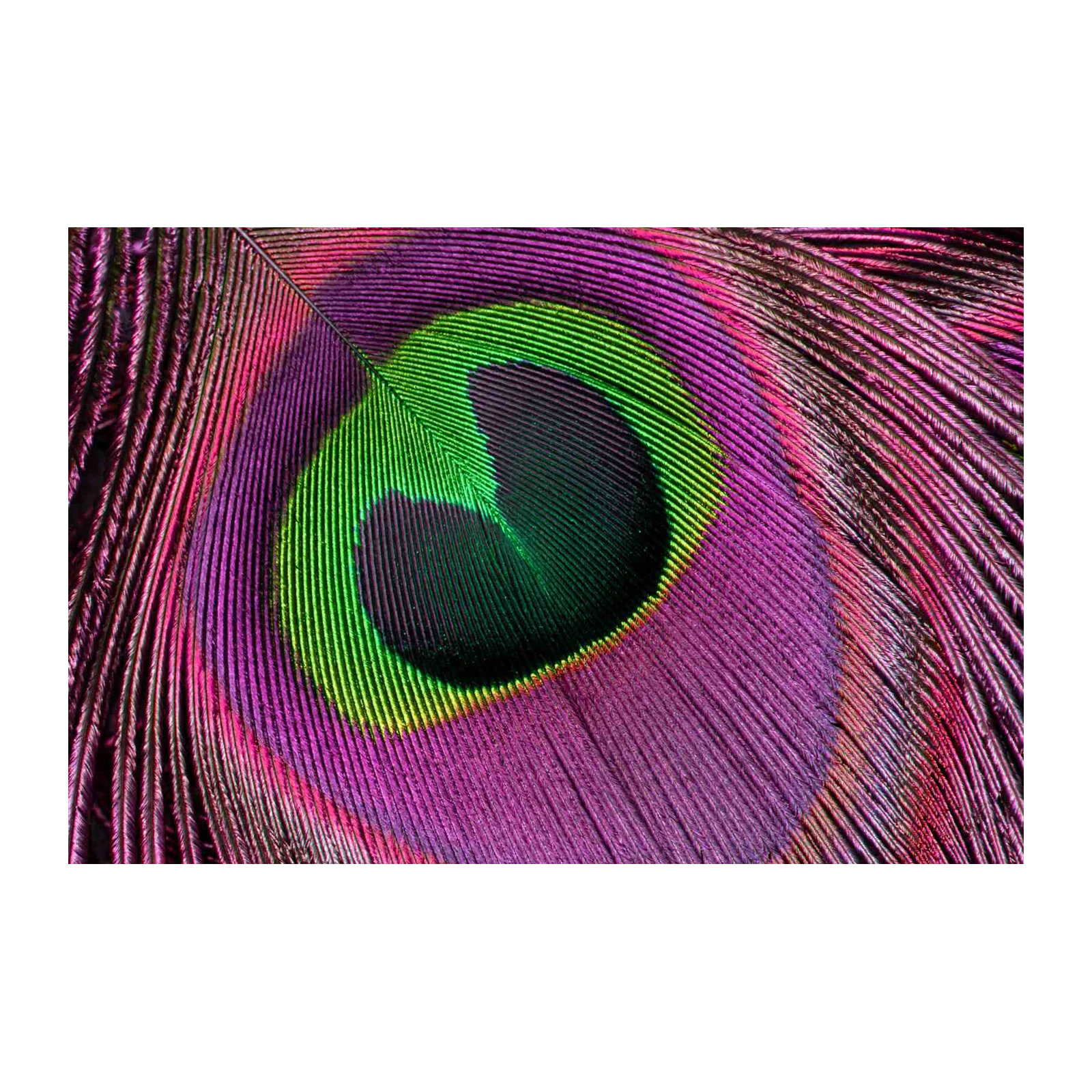 Vibrant Peacock Feather Macro Wall Art
