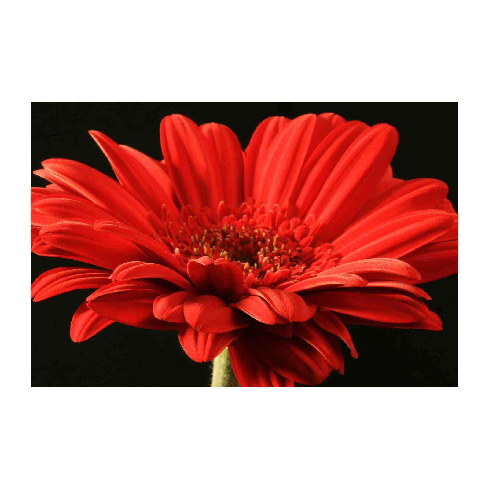 Vibrant Red Gerbera Daisy Close-Up Wall Art