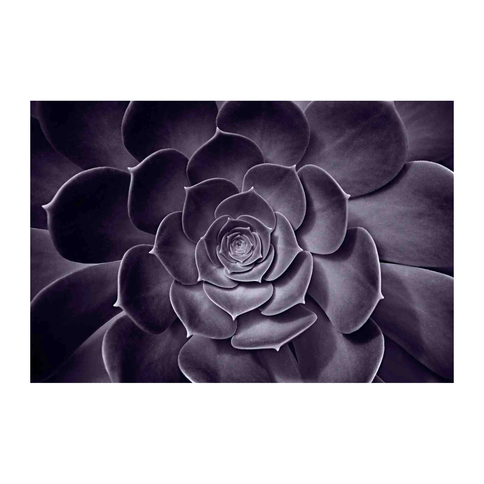 Purple Succulent Close-Up Wall Art