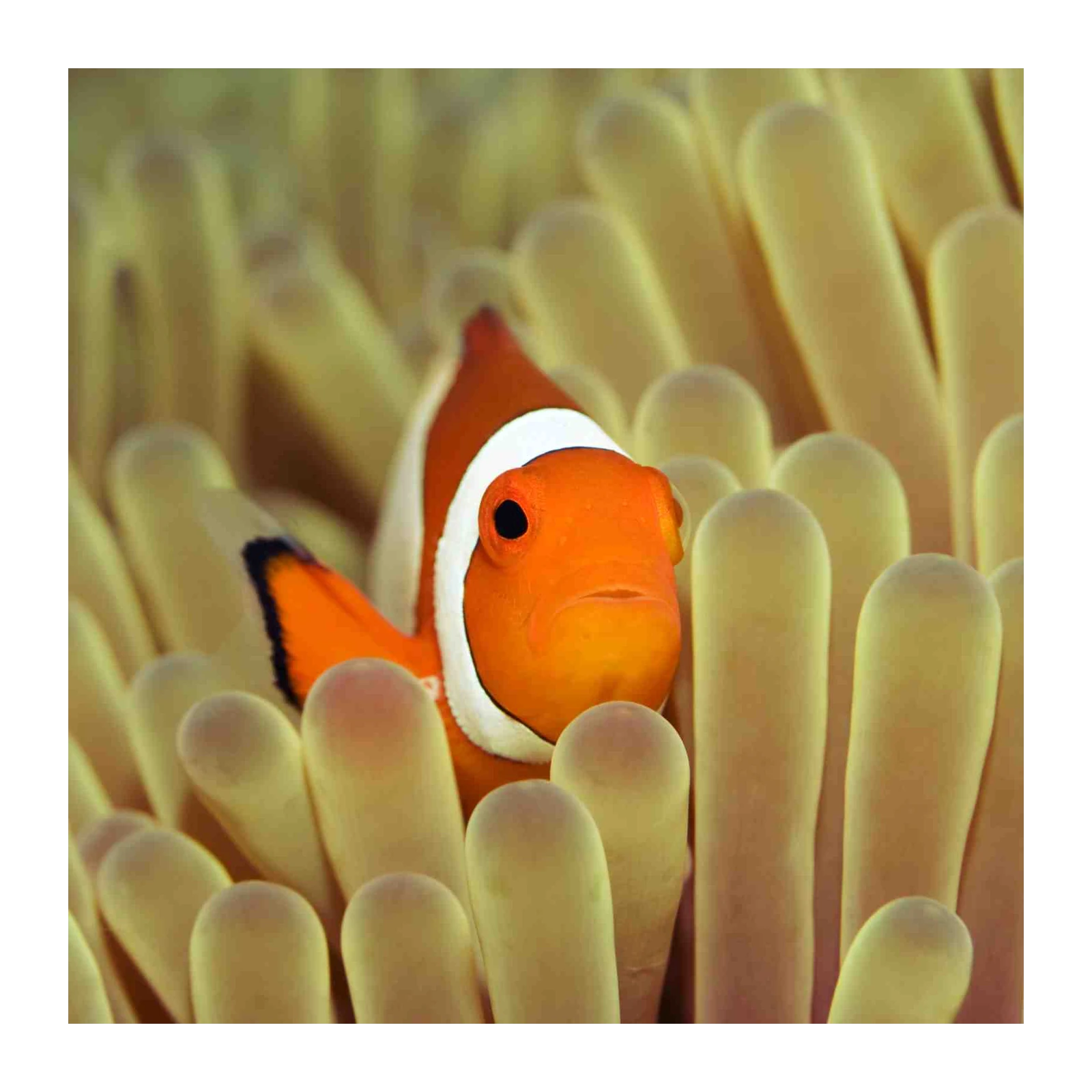 Vibrant Clownfish in Anemone Wall Art