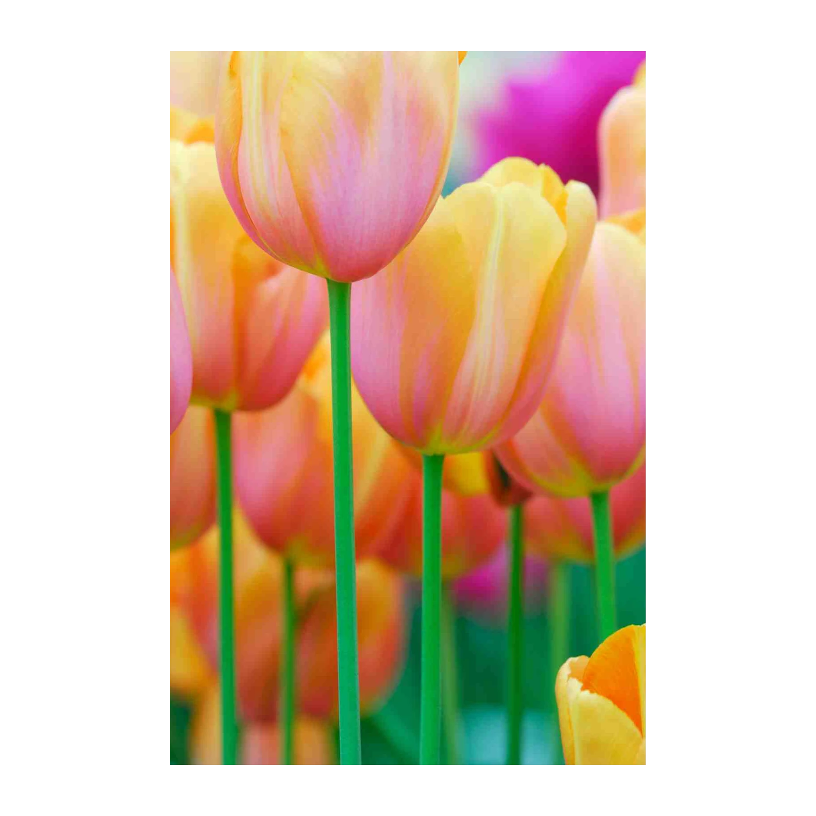 Soft Peach & Pink Tulip Garden Wall Art