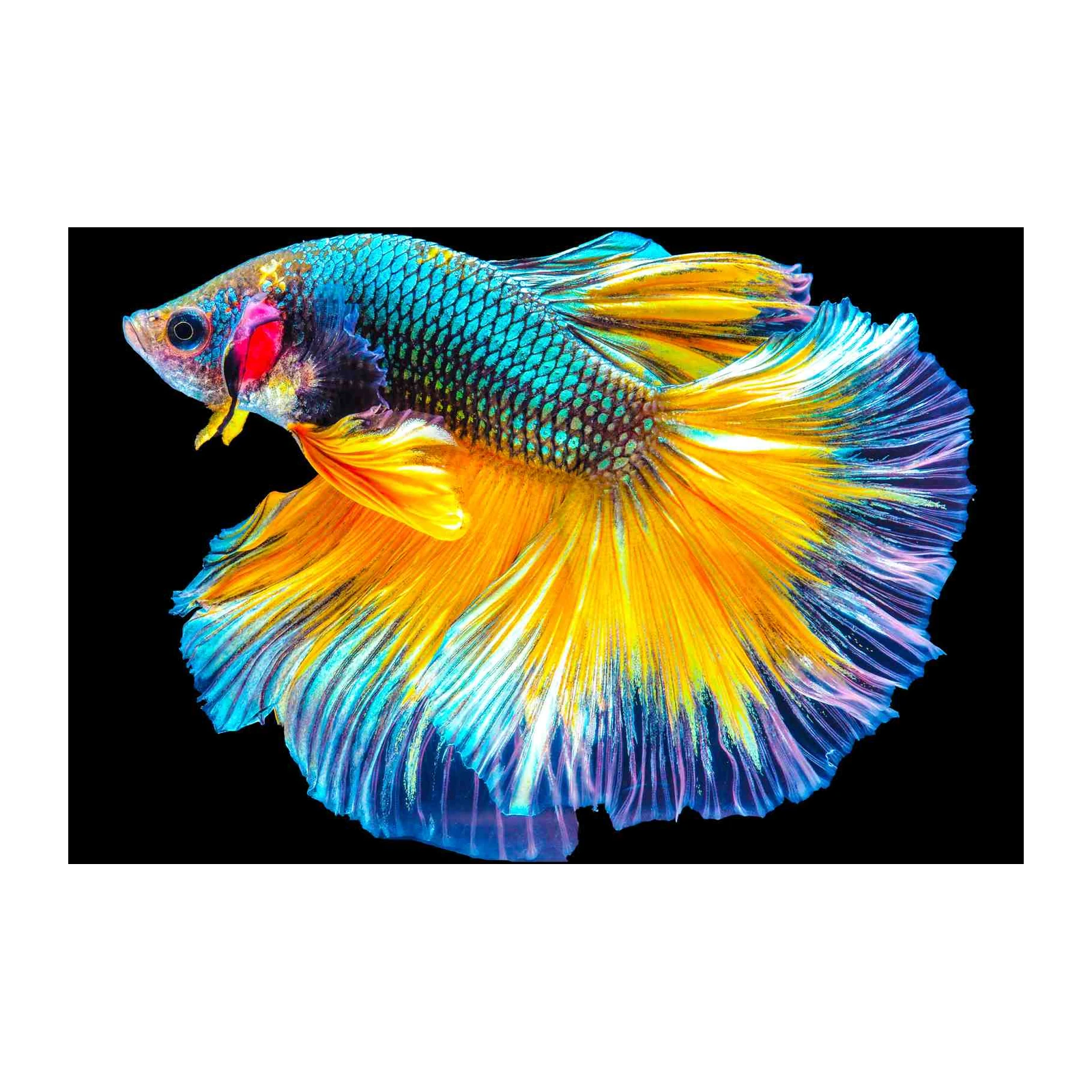 Vibrant Betta Fish Aquarium Wall Art