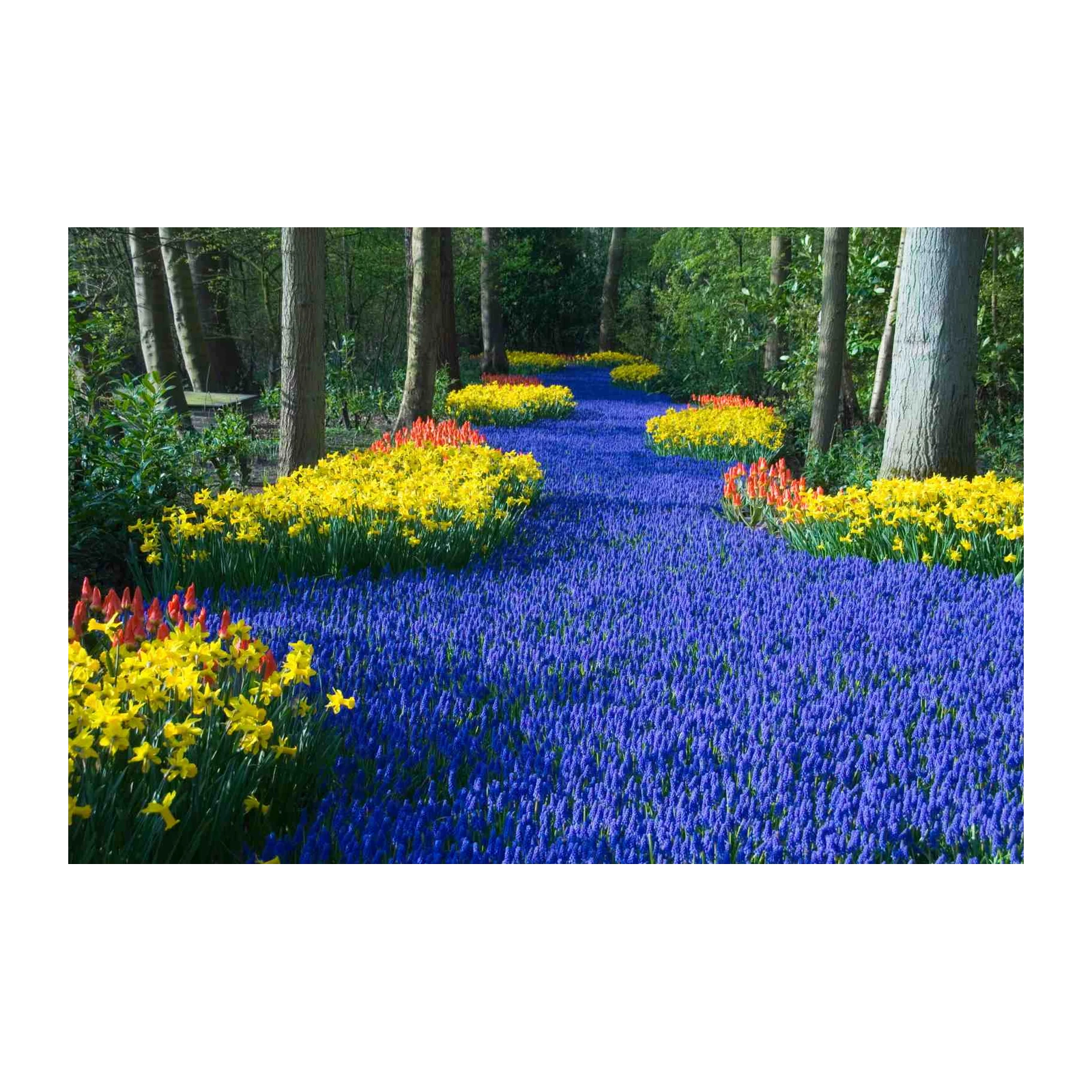 Vibrant Spring Flower Path Wall Art