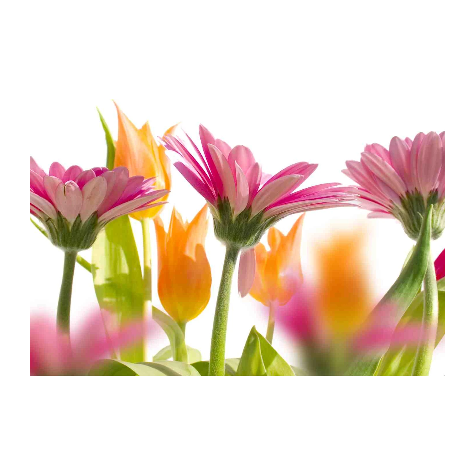 Vibrant Floral Delight Pink & Orange Gerbera Tulips Wall Art