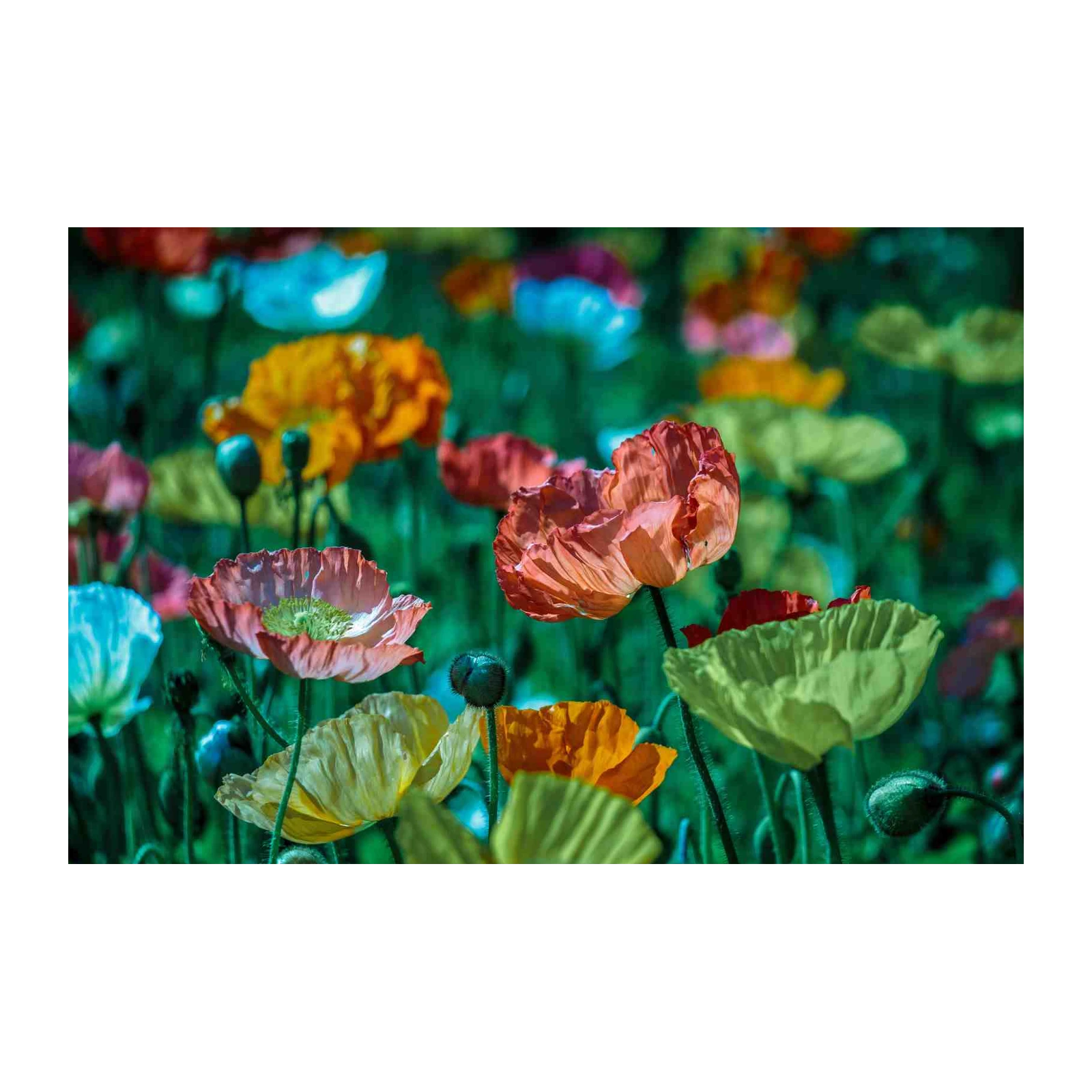 Vibrant Poppy Field Wall Art - Nature Art