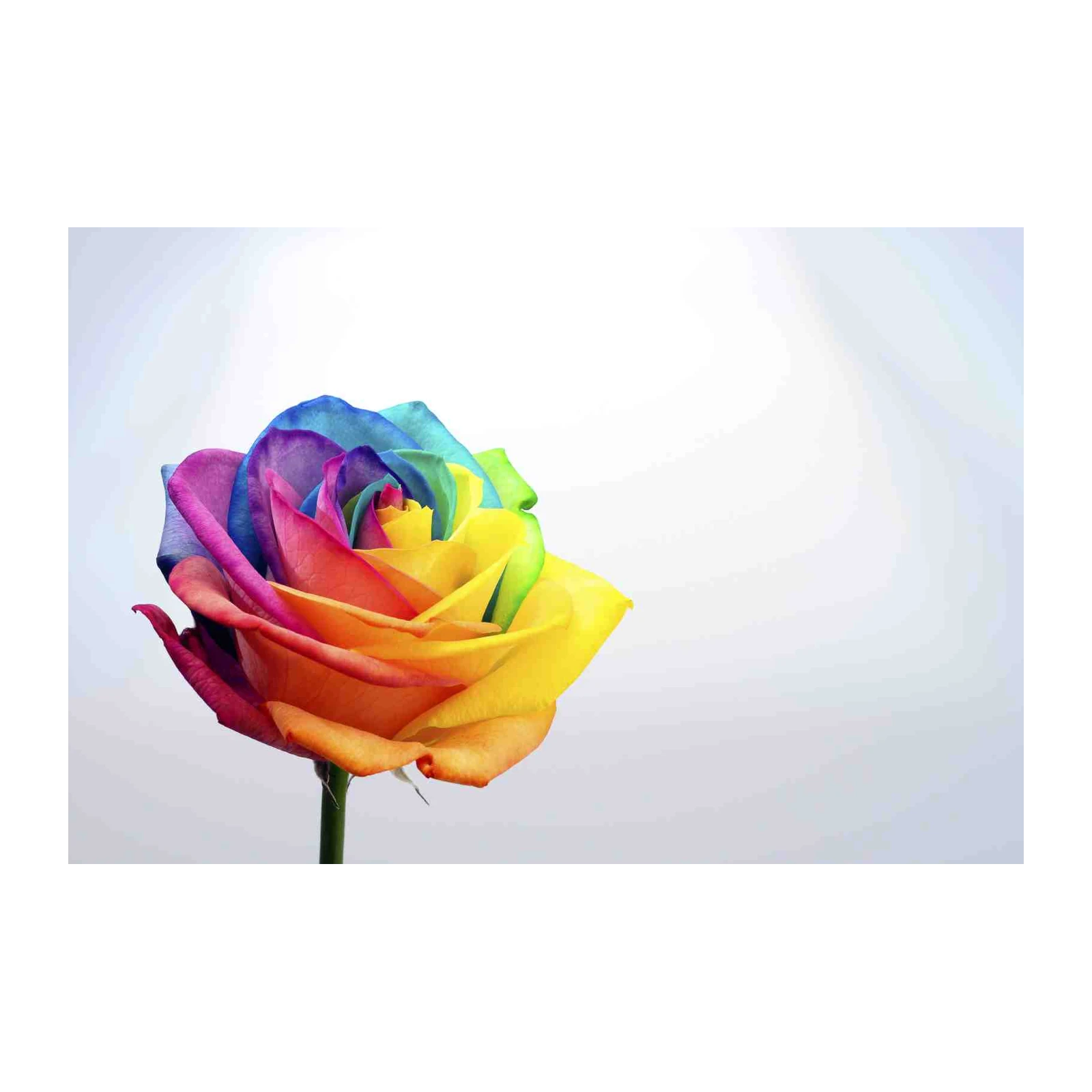 Vibrant Rainbow Rose Floral Wall Art Wall Art