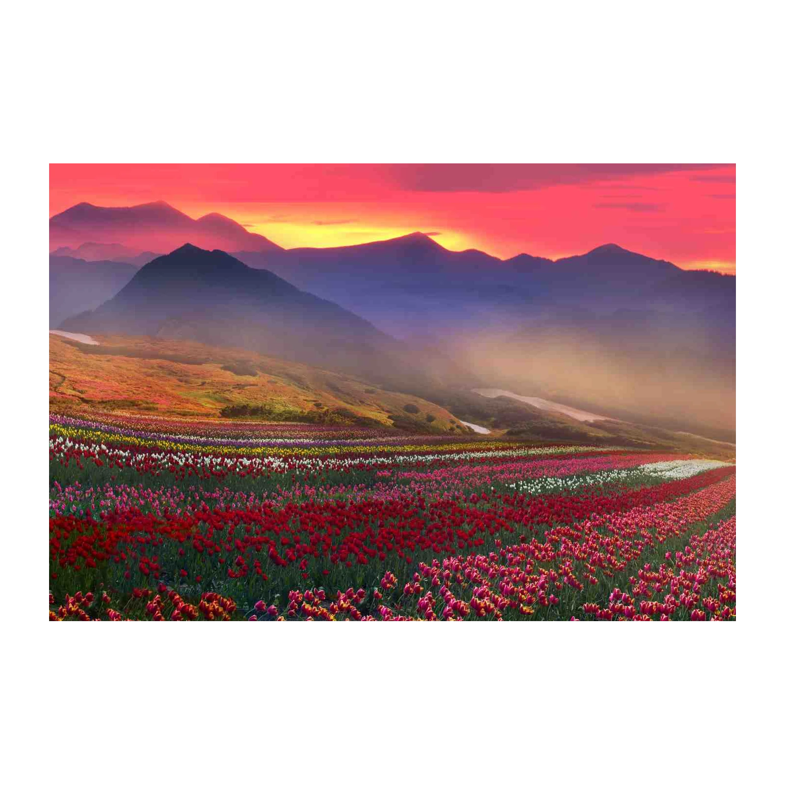 Vibrant Tulip Field Sunset Wall Art