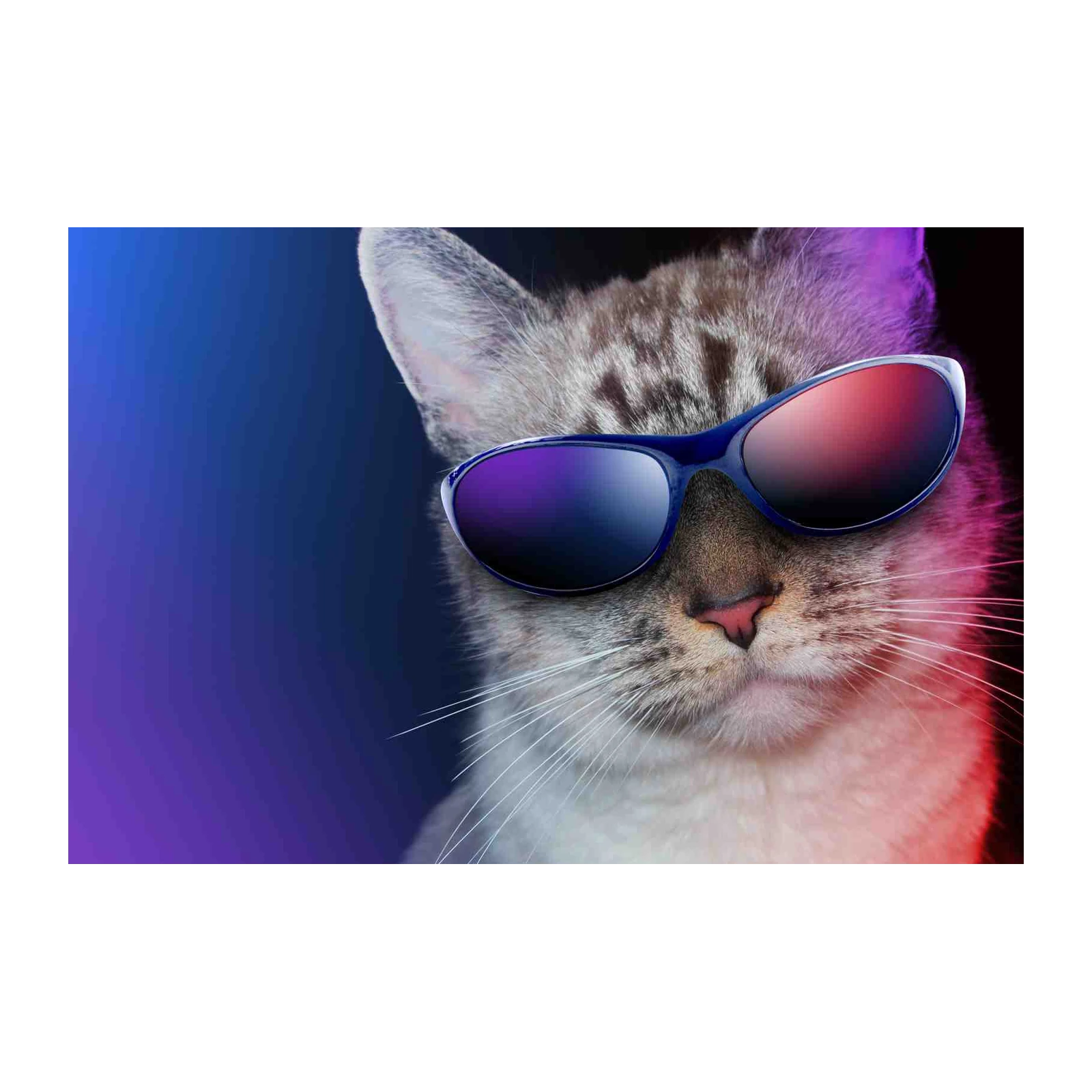 Cool Cat with Sunglasses Wall Art - Pet Art