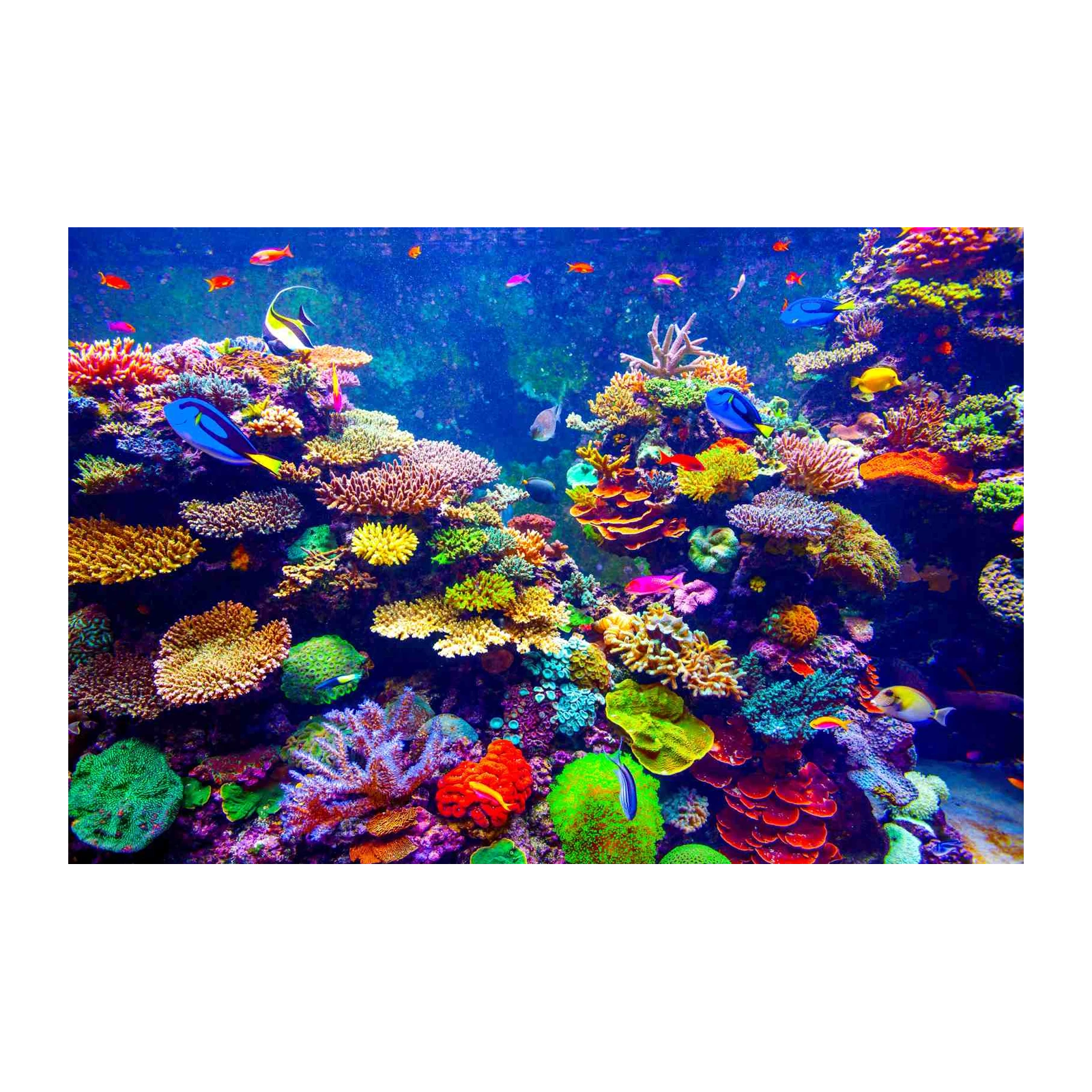 Vibrant Coral Reef Fish Wall Art