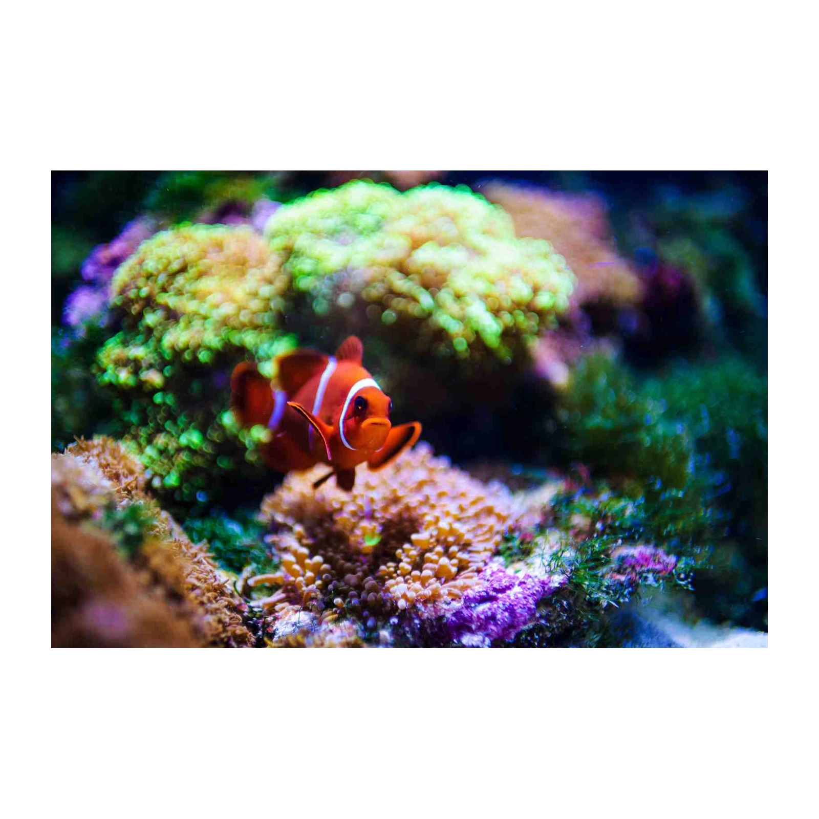 Vibrant Clownfish Underwater Scene Wall Art