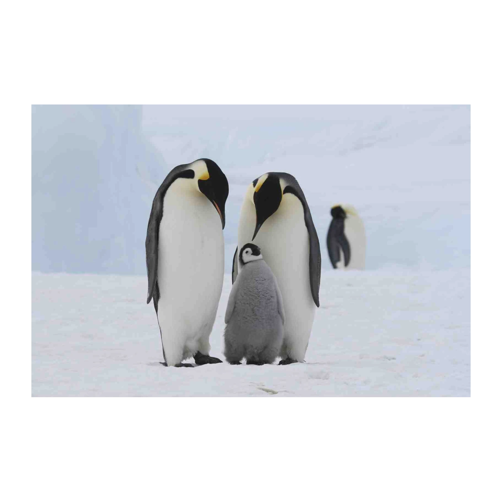 Emperor Penguin Family Arctic Wall Art