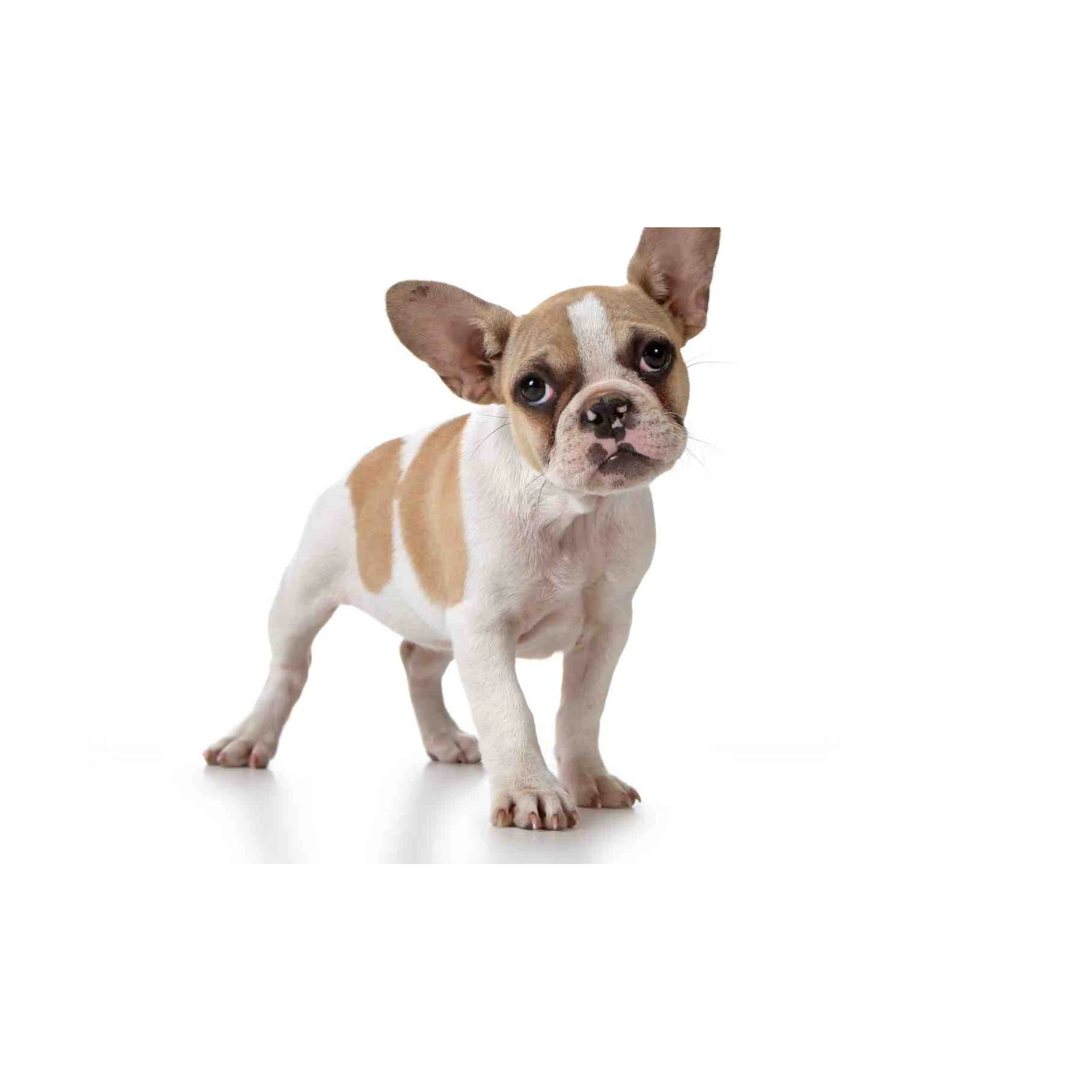 Adorable French Bulldog Puppy Wall Art