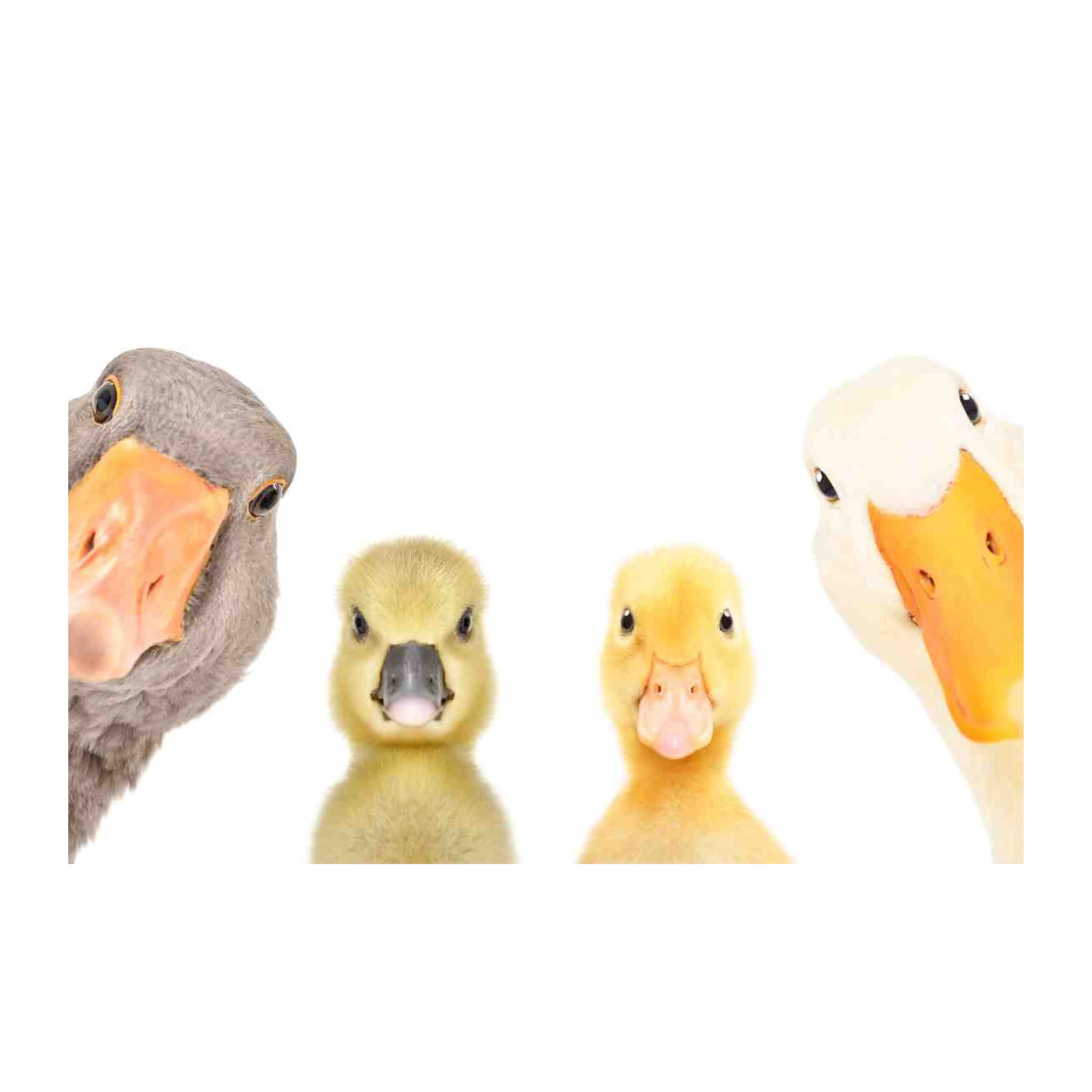 Quirky Duck Family Close-Up Wall Art