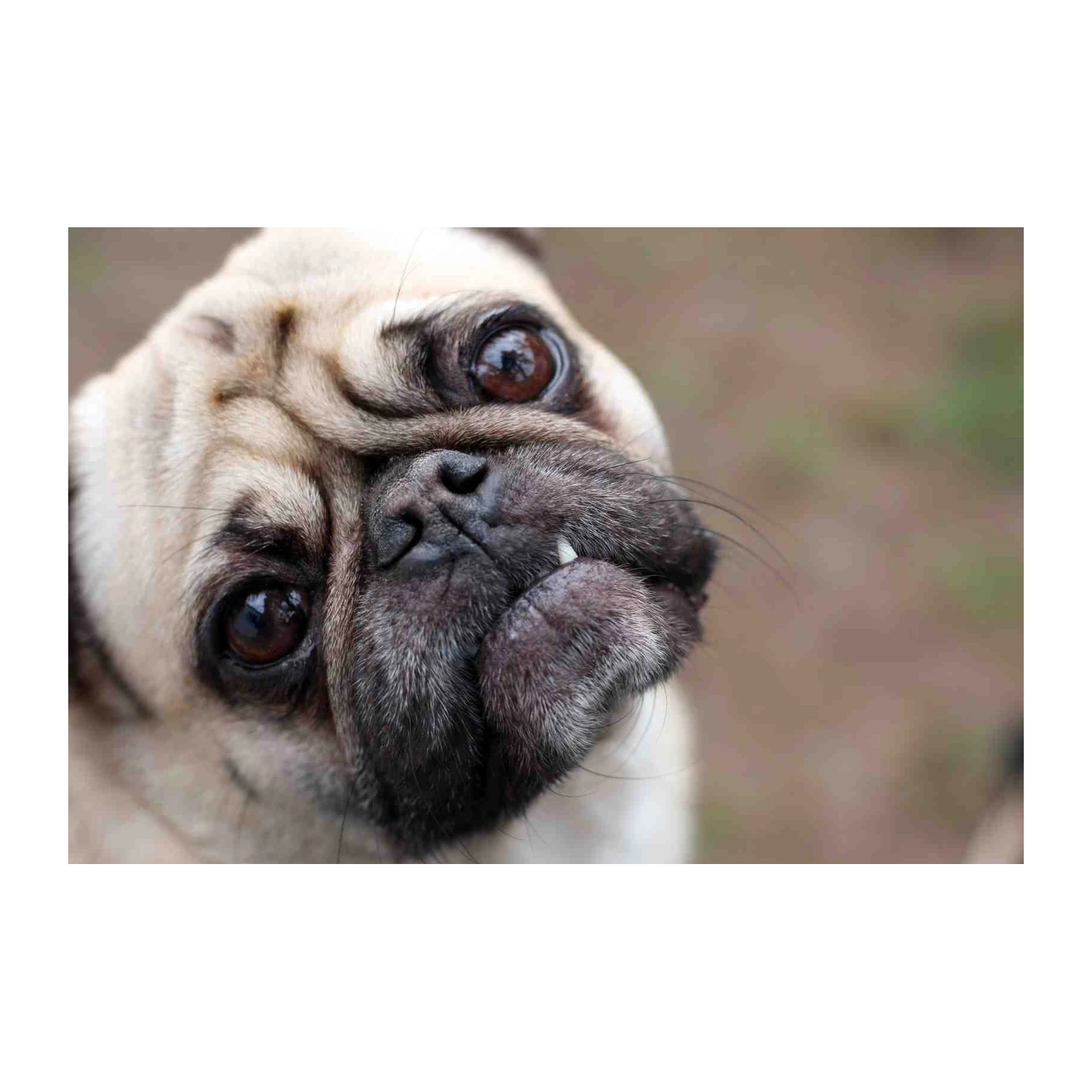 Adorable Pug Portrait Wall Art