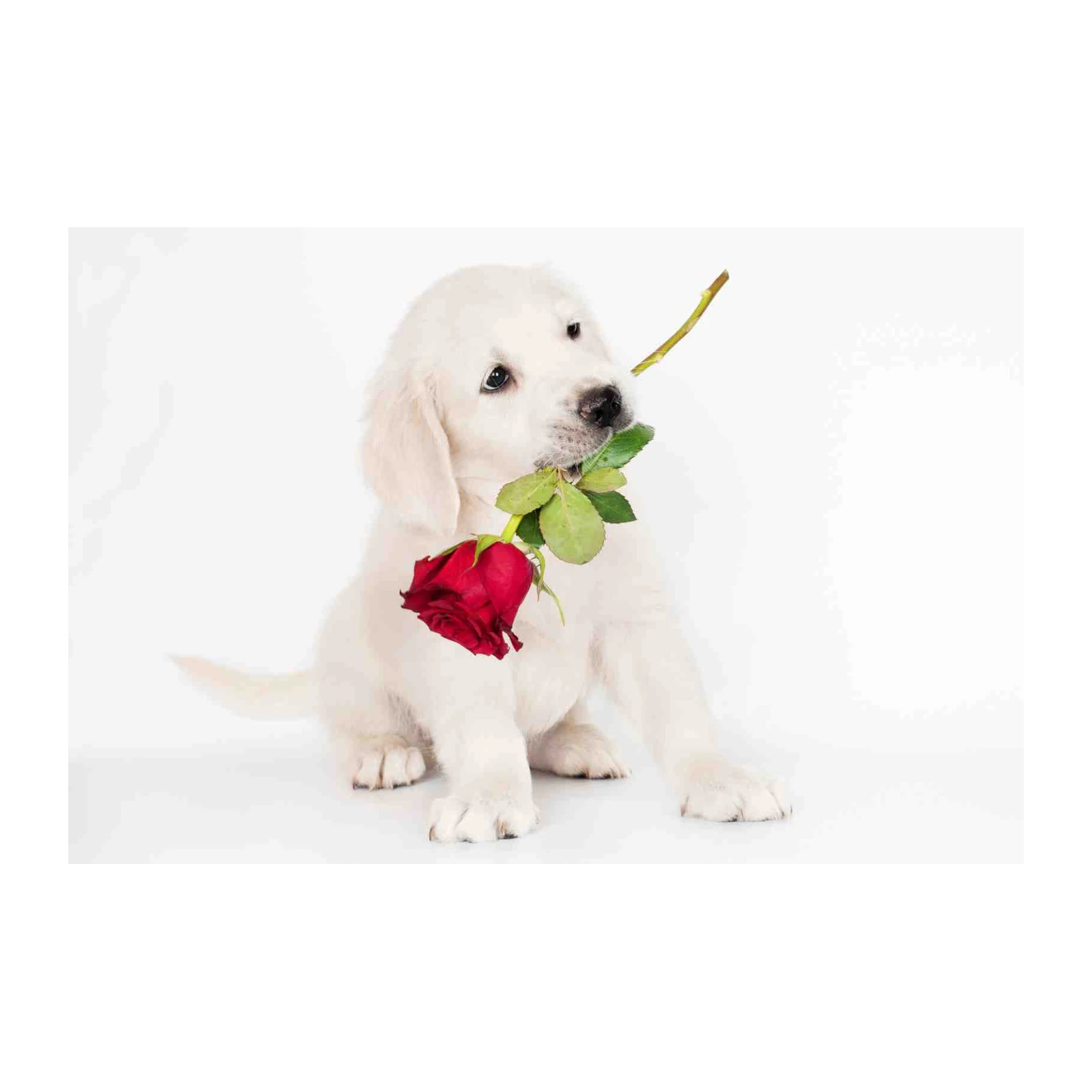 Adorable Golden Retriever Puppy with Red Rose Wall Art