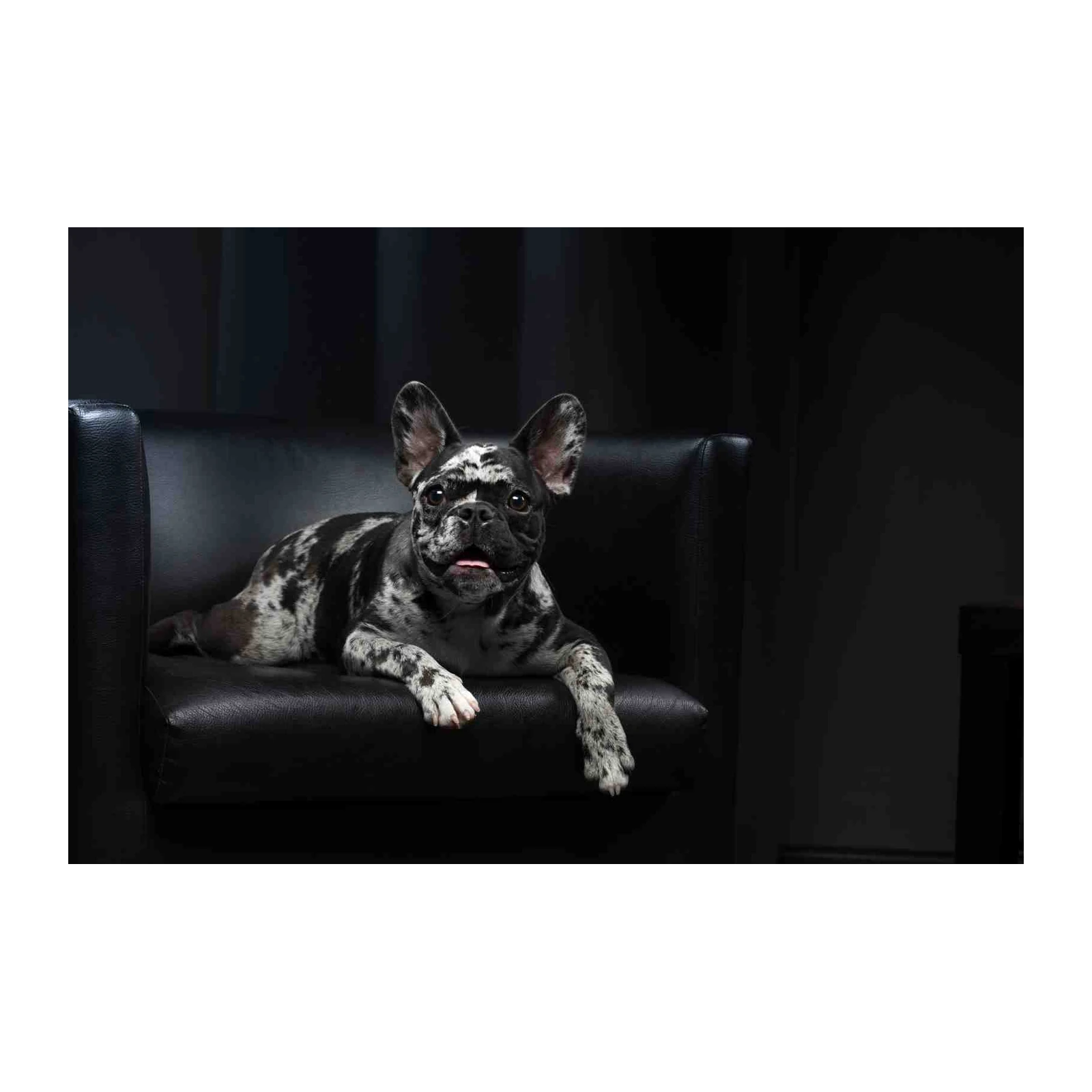 Merle French Bulldog Luxe Black Leather Wall Art