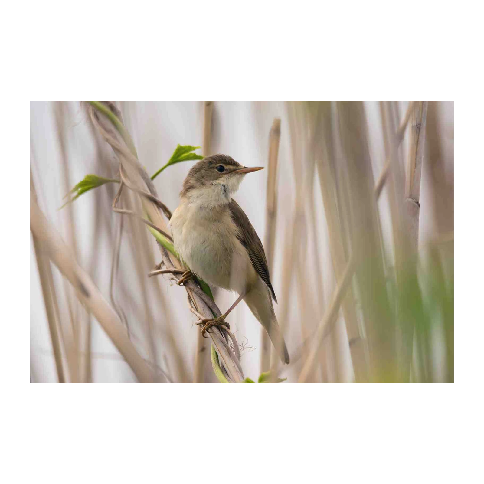 Serene Reed Warbler Bird Nature Wall Art