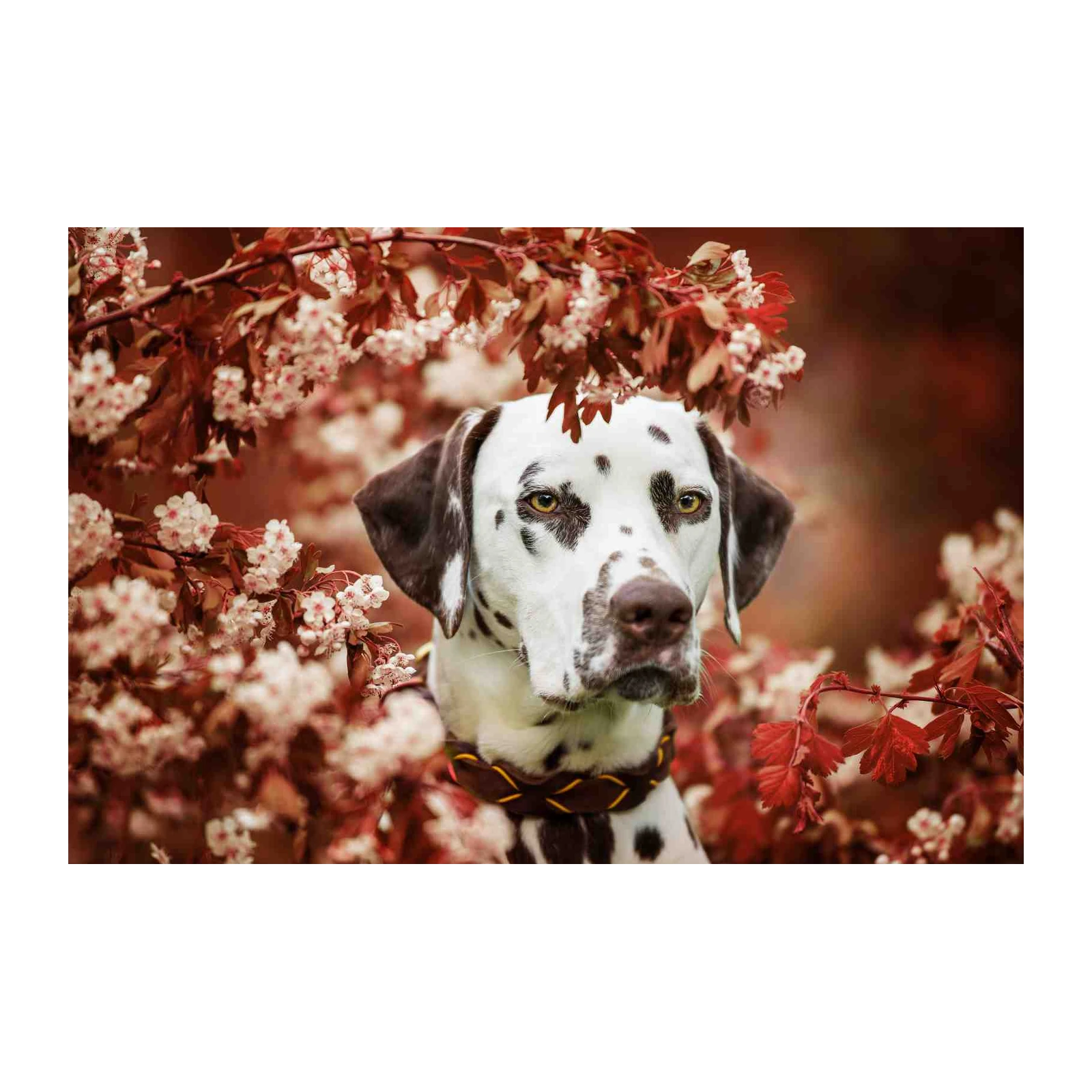 Stunning Dalmatian Portrait Wall Art - Pet Art