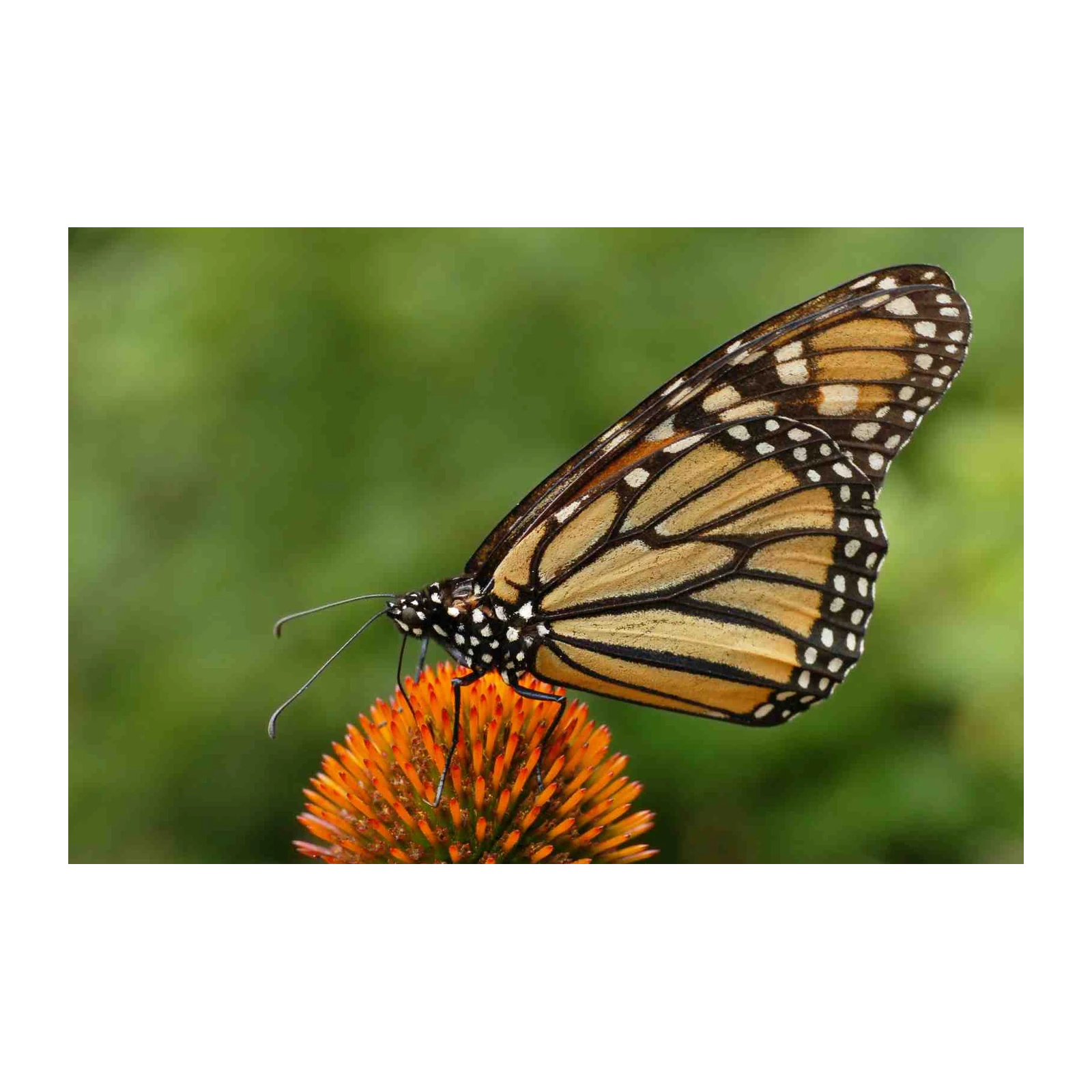 Monarch Butterfly Nature Wall Art