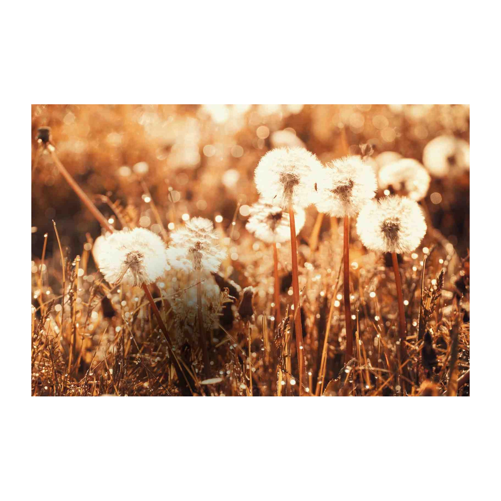 Golden Dandelion Field Wall Art