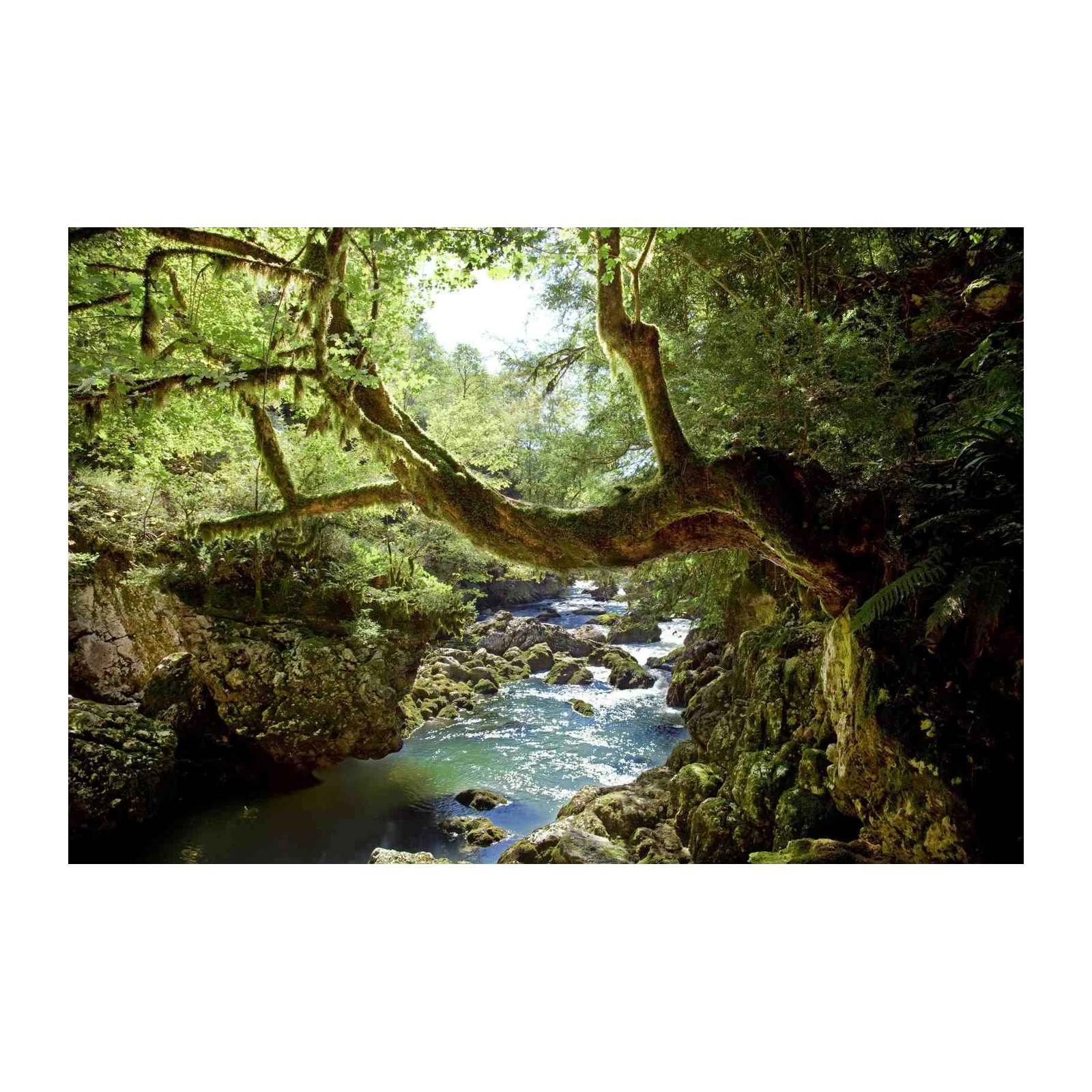 Enchanted Forest River Nature Wall Art