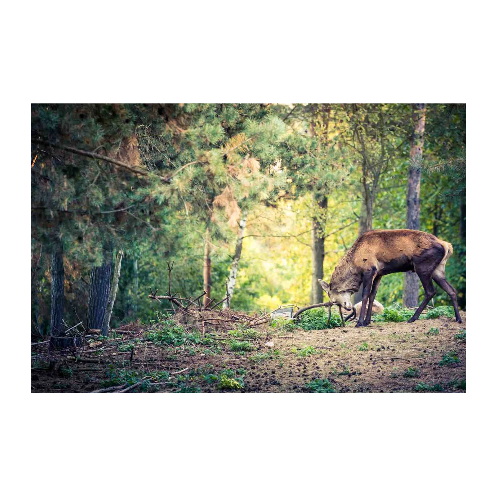 Majestic Deer in Forest Landscape Wall Art