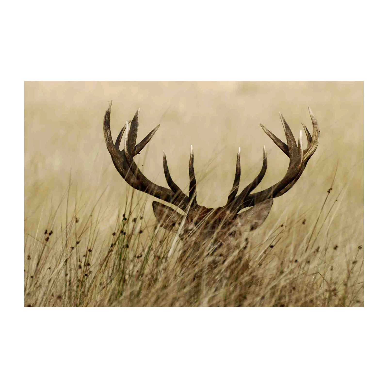 Majestic Stag Antlers Wall Art