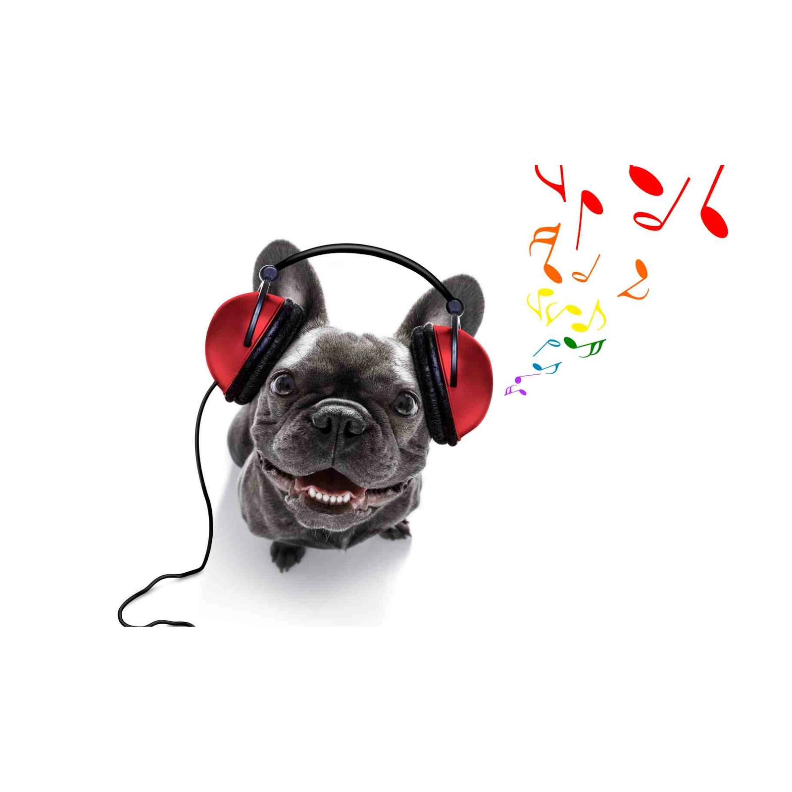 Happy Frenchie DJ Vibes Wall Art