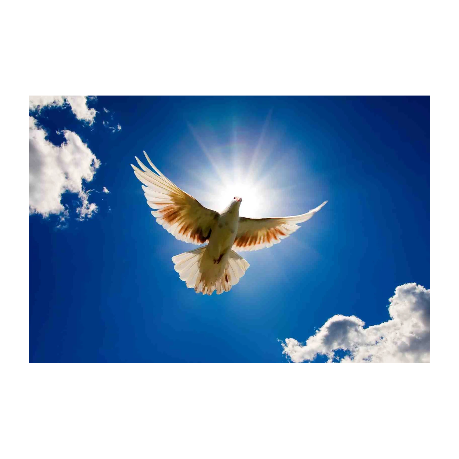 Peaceful Dove Ascending Sky Wall Art