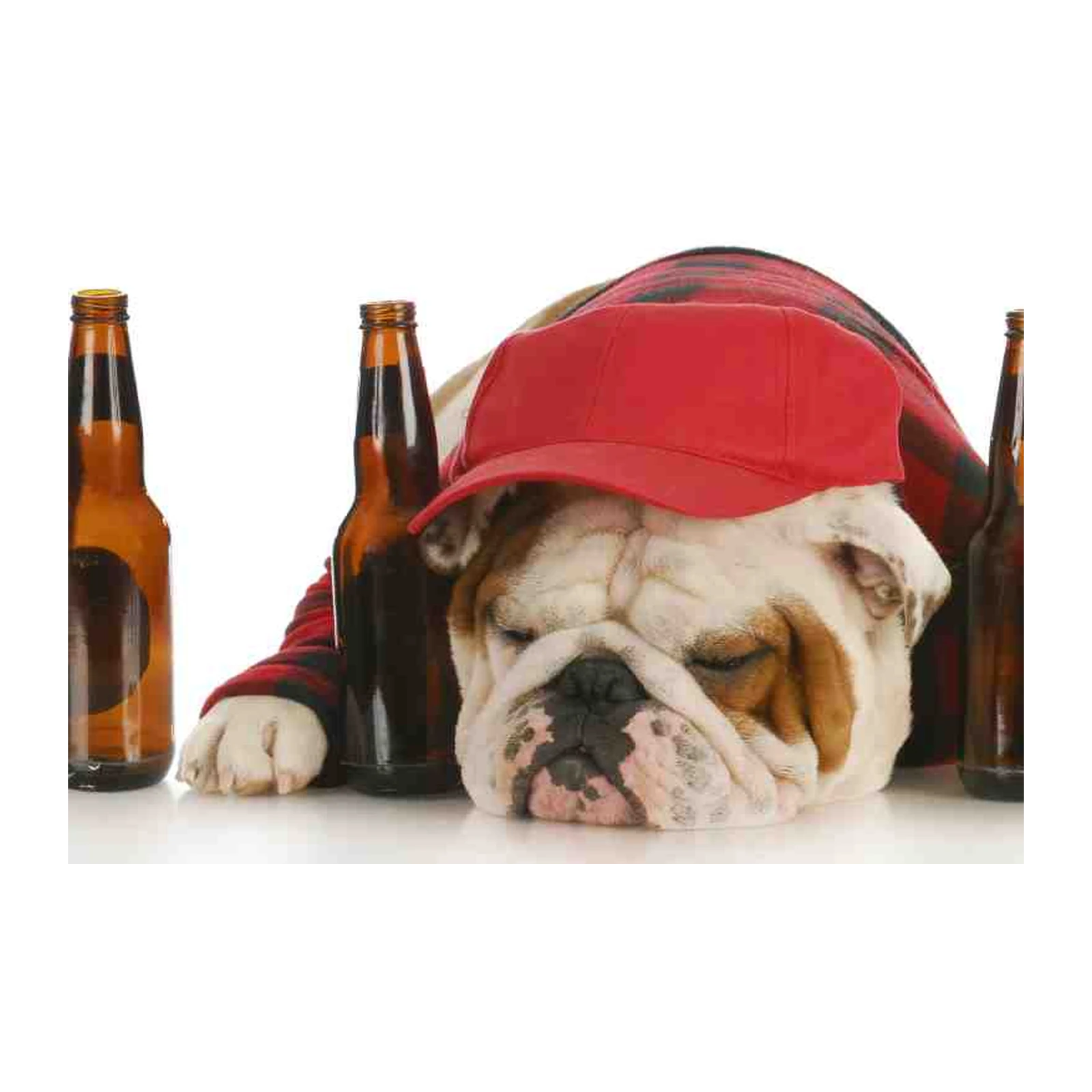 Humorous Bulldog Duo "Party Animals" Wall Art