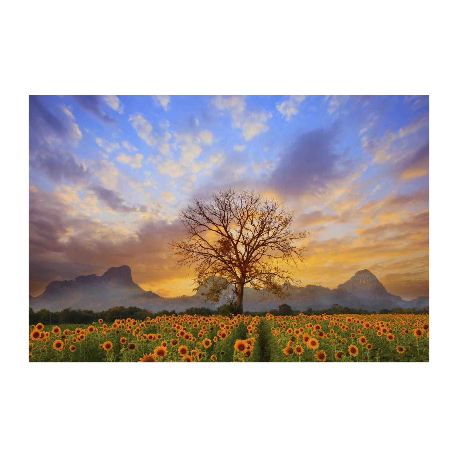 Golden Sunflower Field at Sunset Wall Art