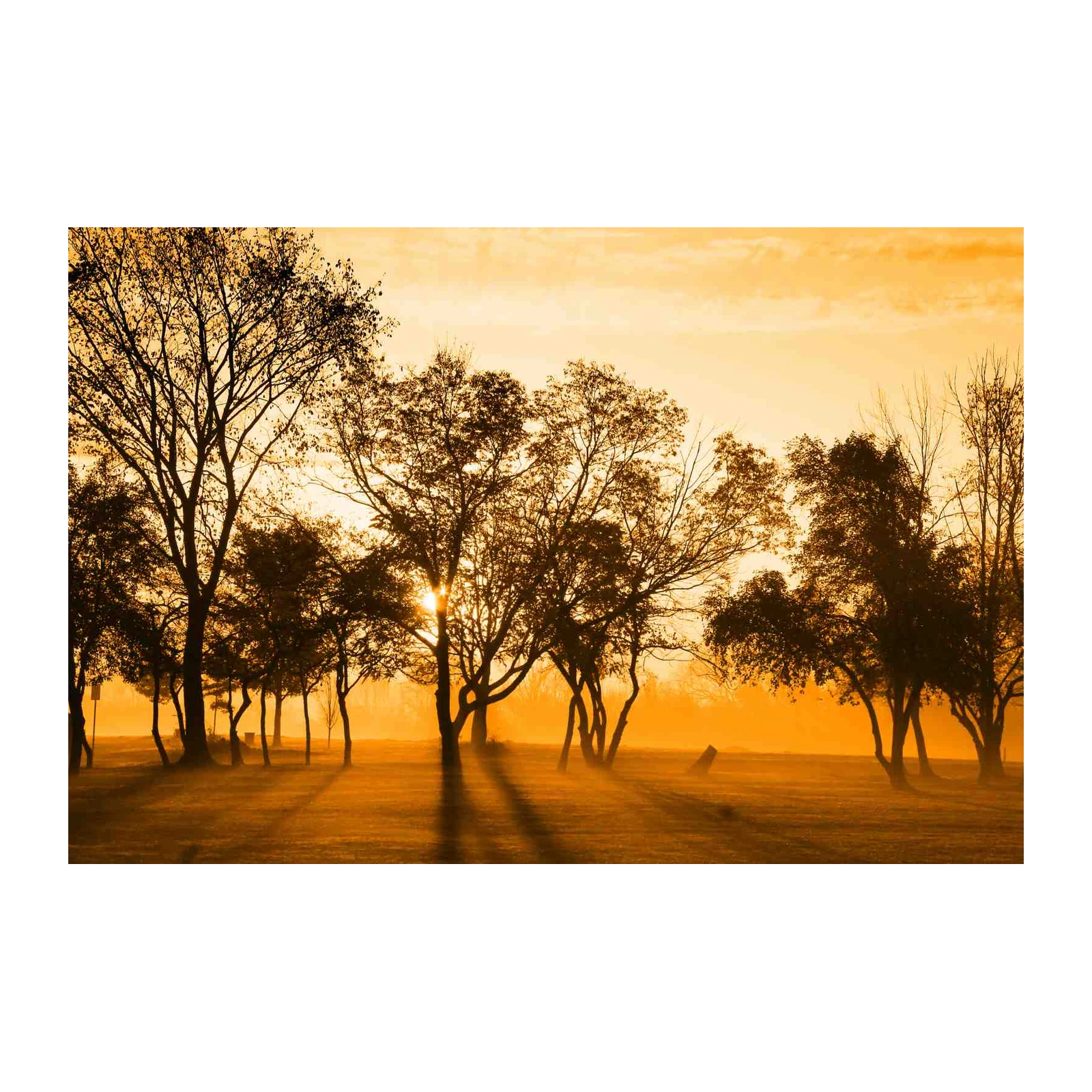 Golden Sunrise Forest Landscape Wall Art
