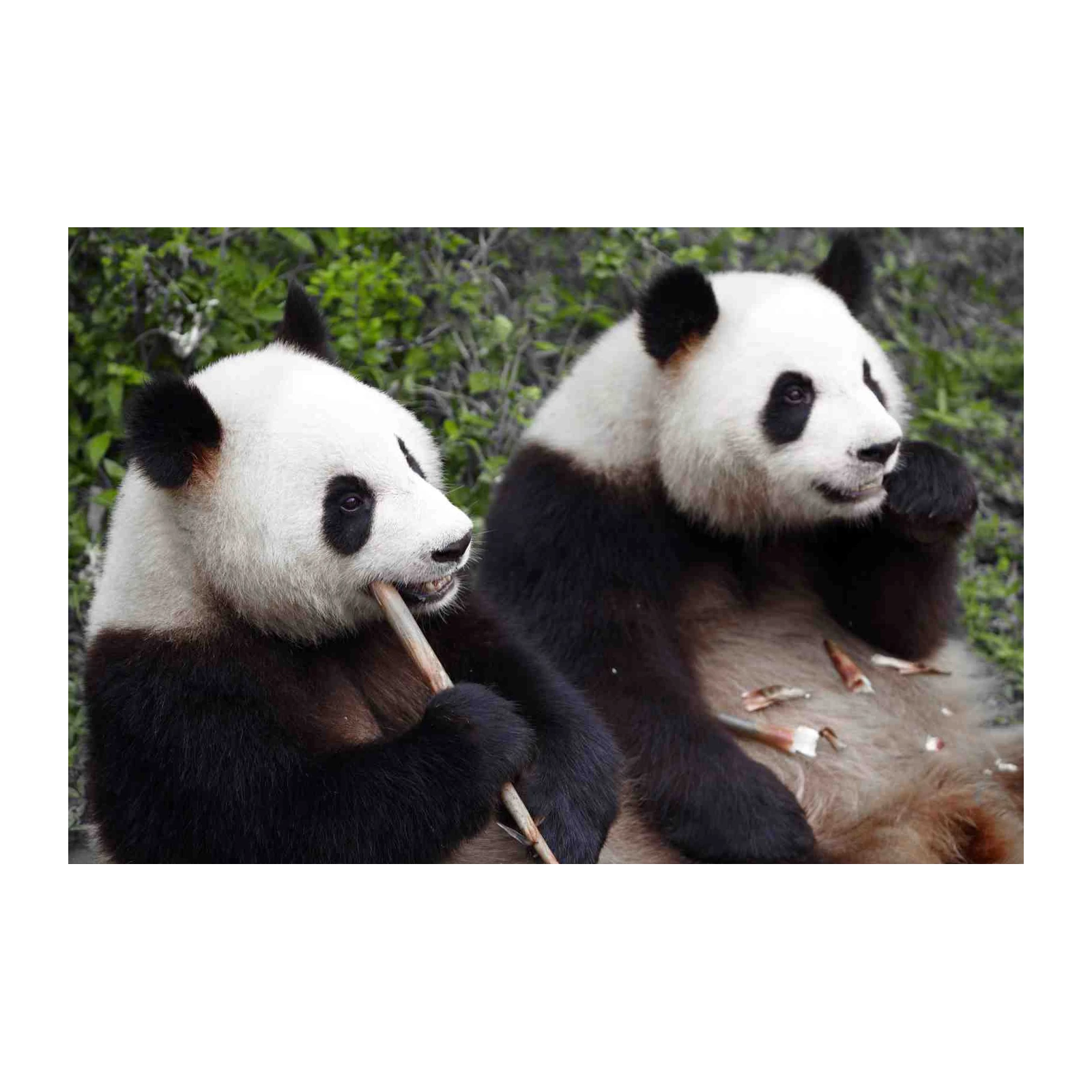 Adorable Panda Pair Bamboo Munchers Wall Art