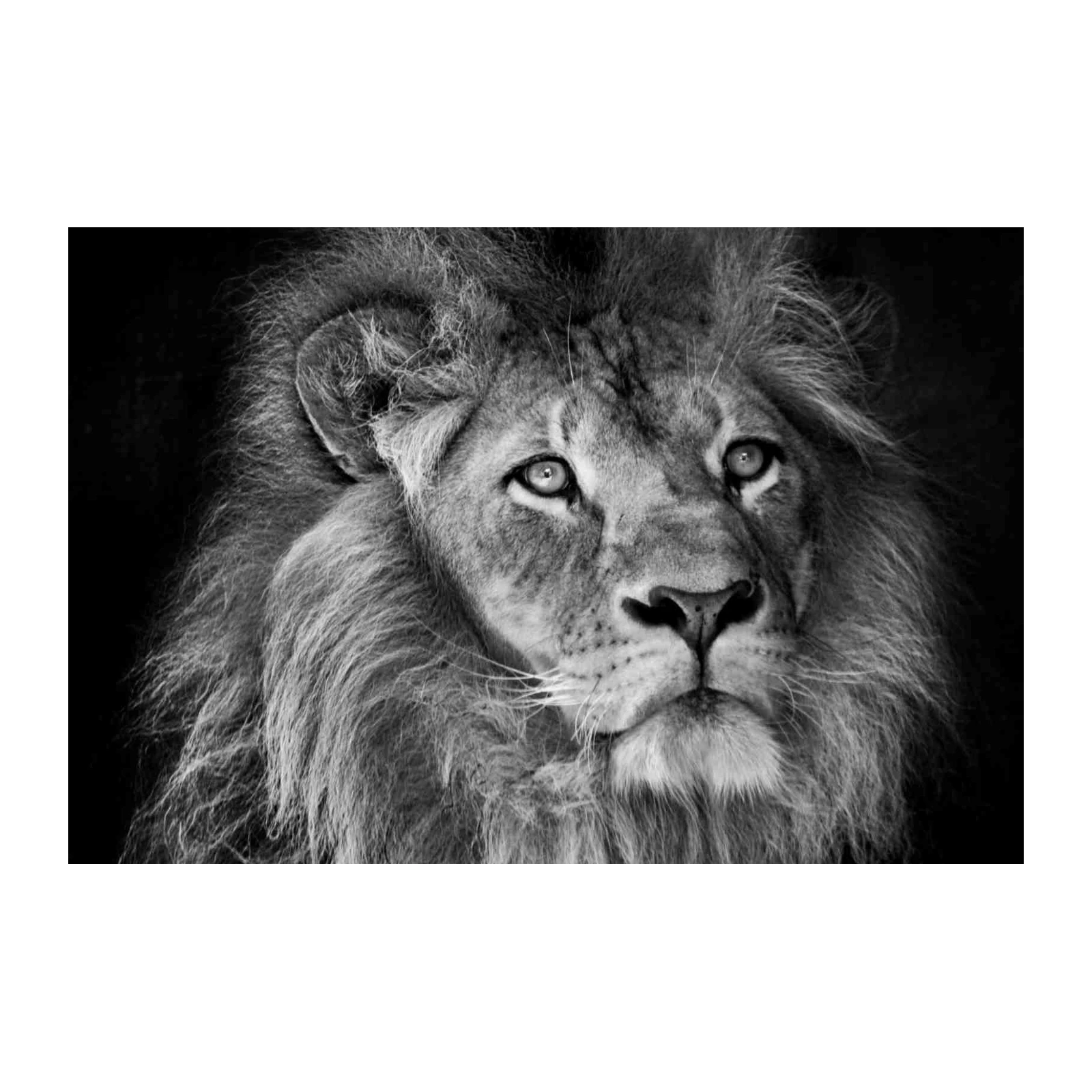 Majestic Lion Portrait Wall Art