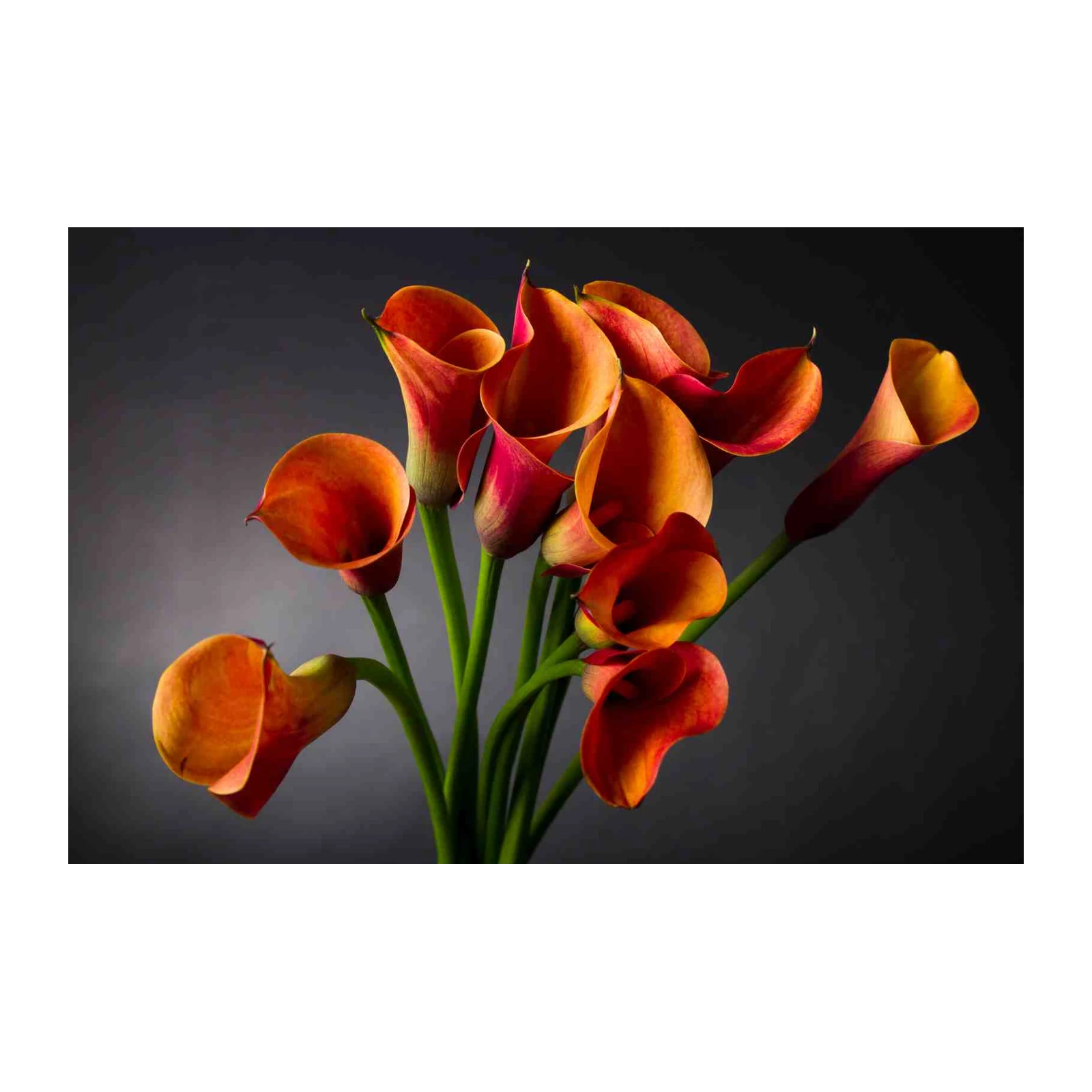Vibrant Orange Calla Lilies Wall Art