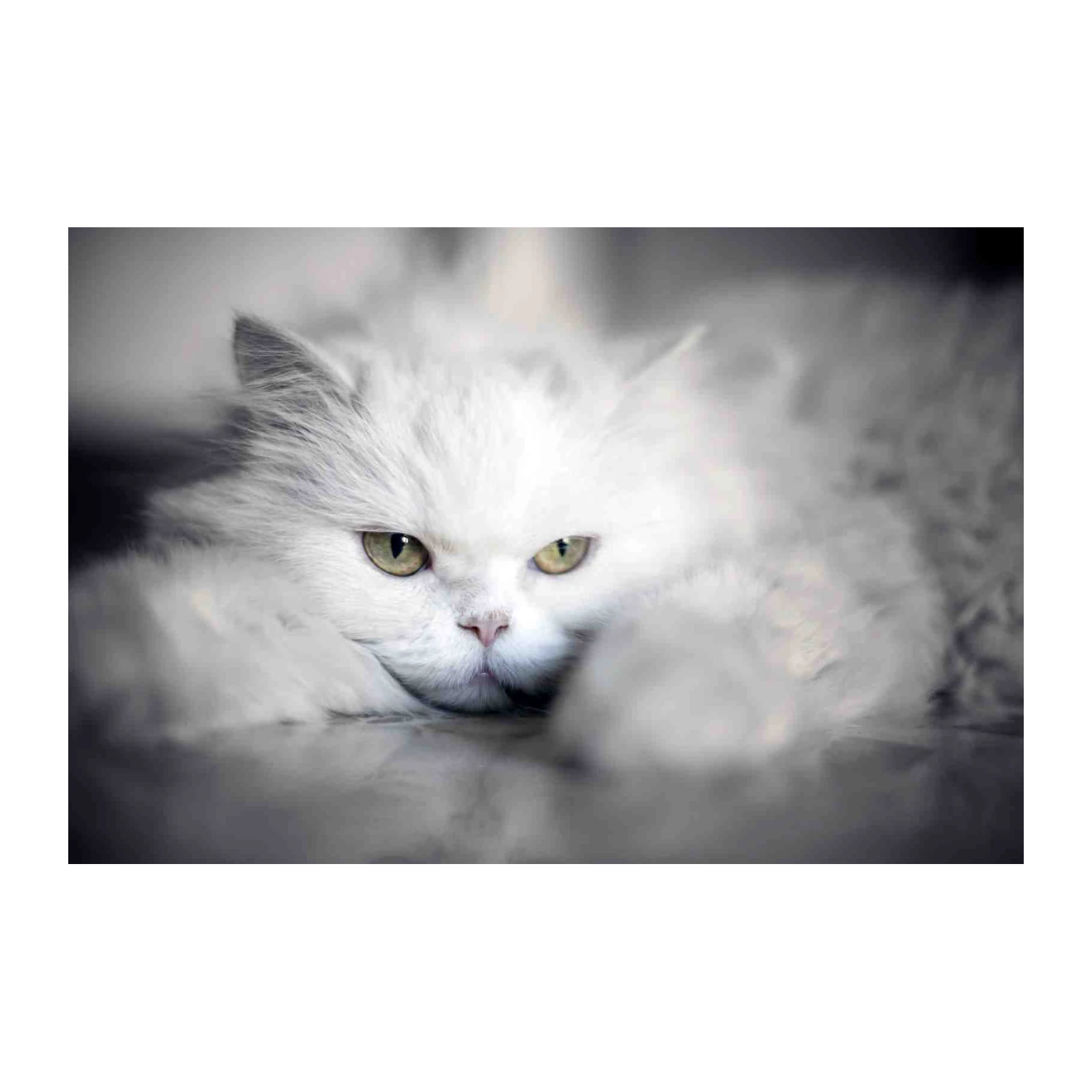 Majestic White Persian Cat Portrait Wall Art