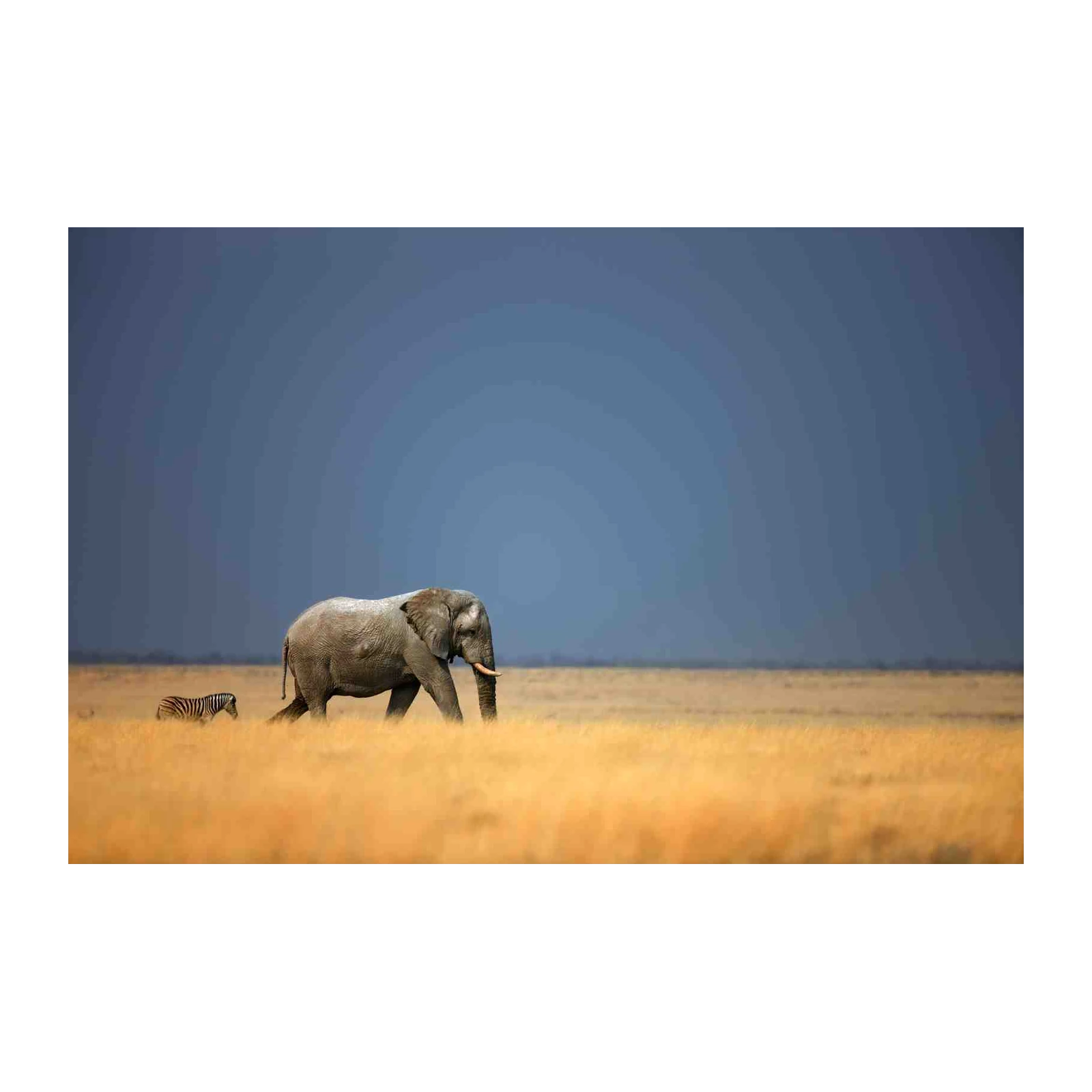 Majestic Elephant & Zebra African Landscape Wall Art