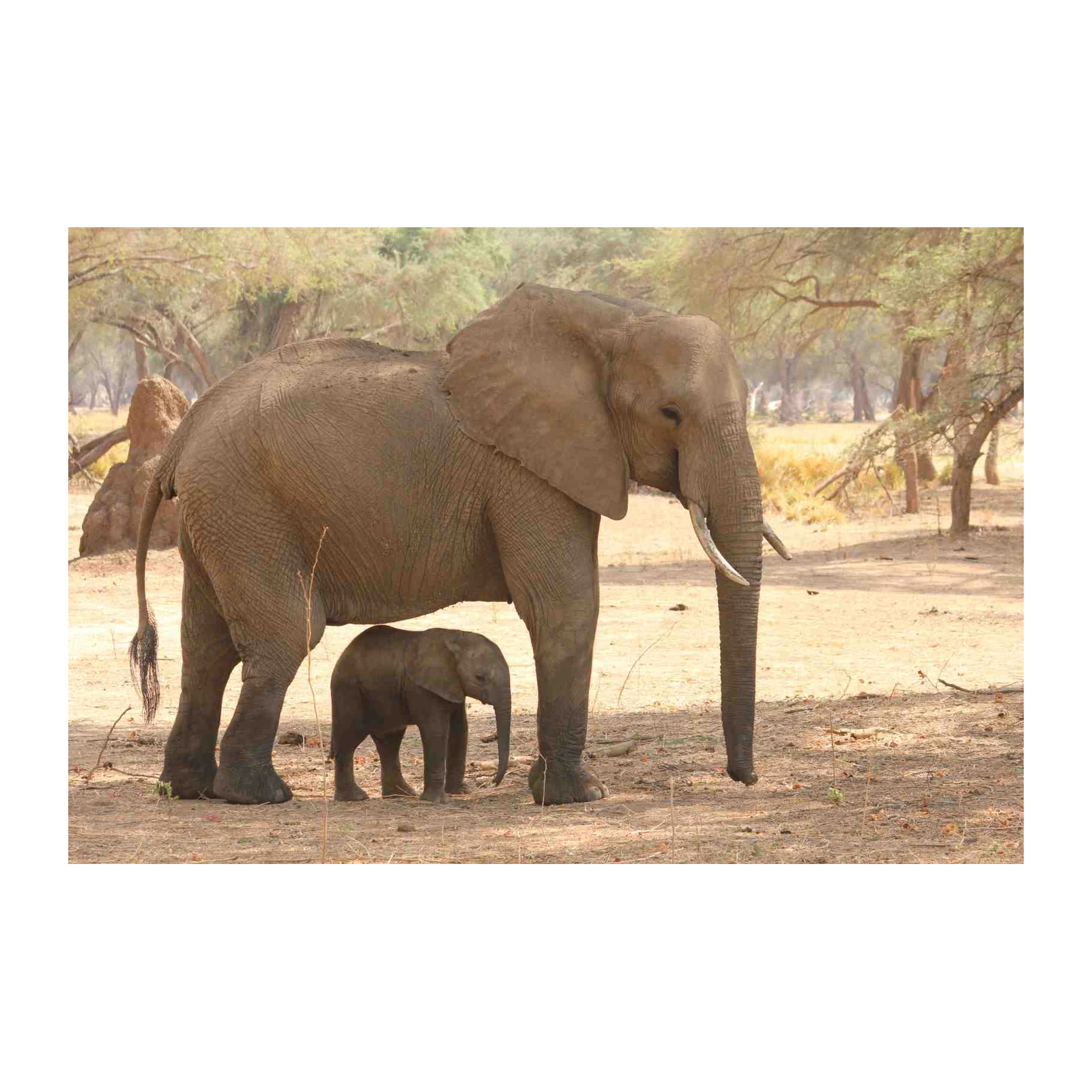 Gentle Giants: Mother and Calf Elephant Wall Art