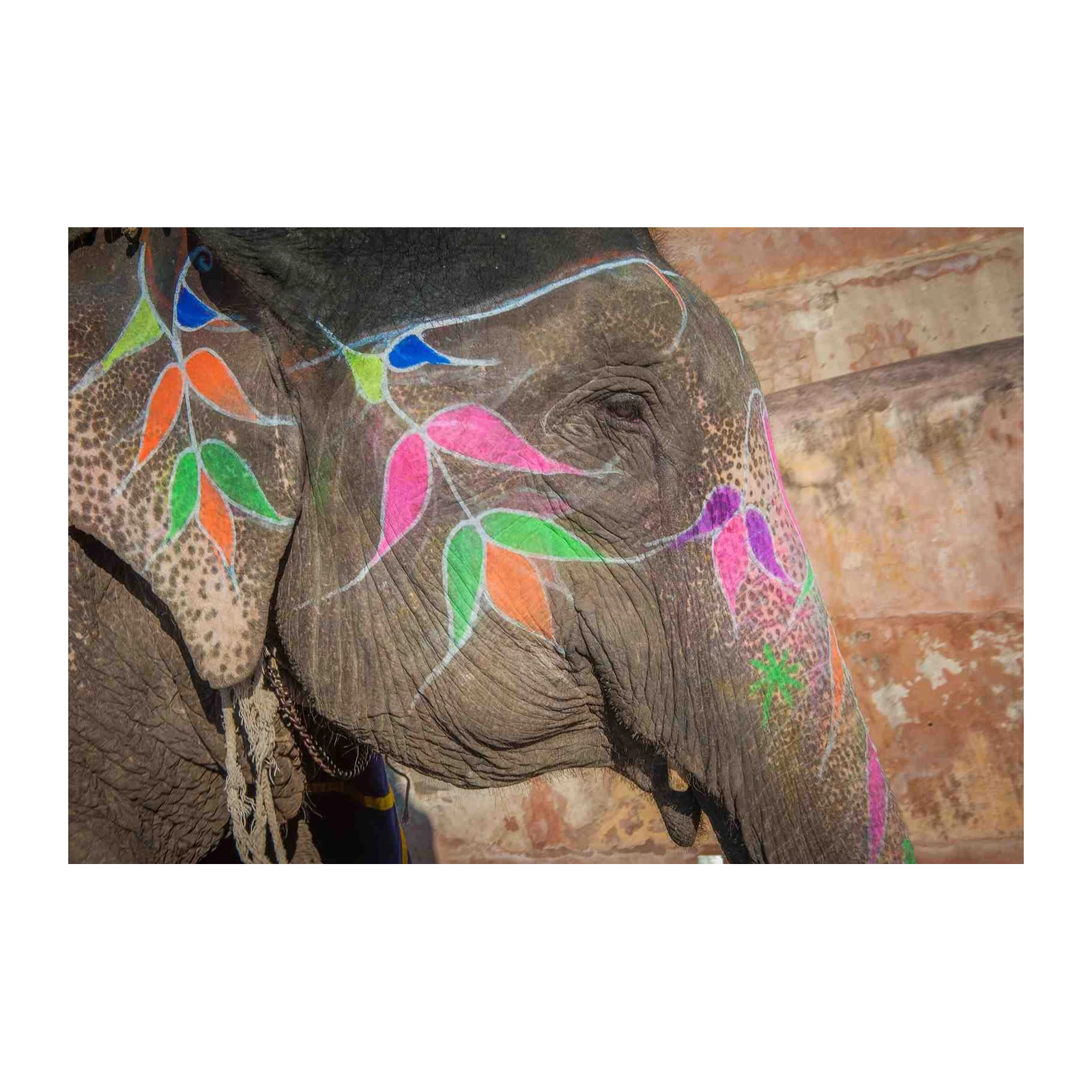 Vibrant Elephant Portrait Wall Art
