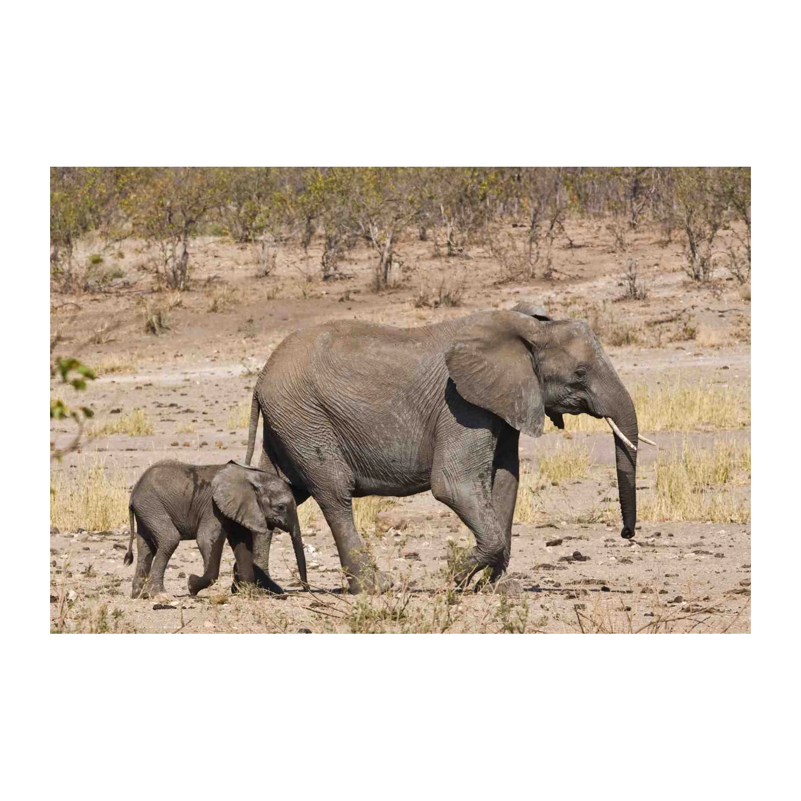 Majestic Mother & Baby Elephant Wall Art