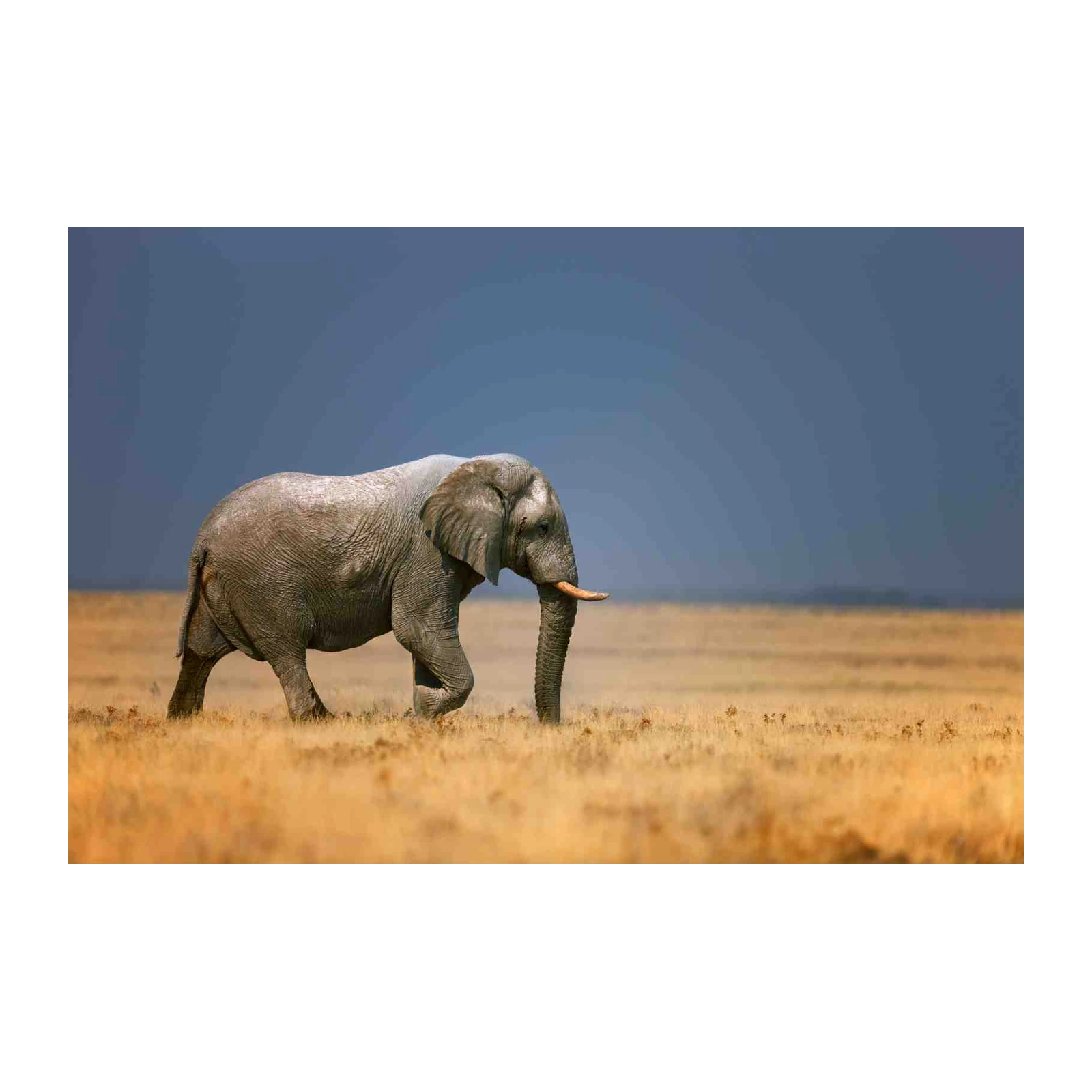 Majestic Elephant African Safari Wall Art