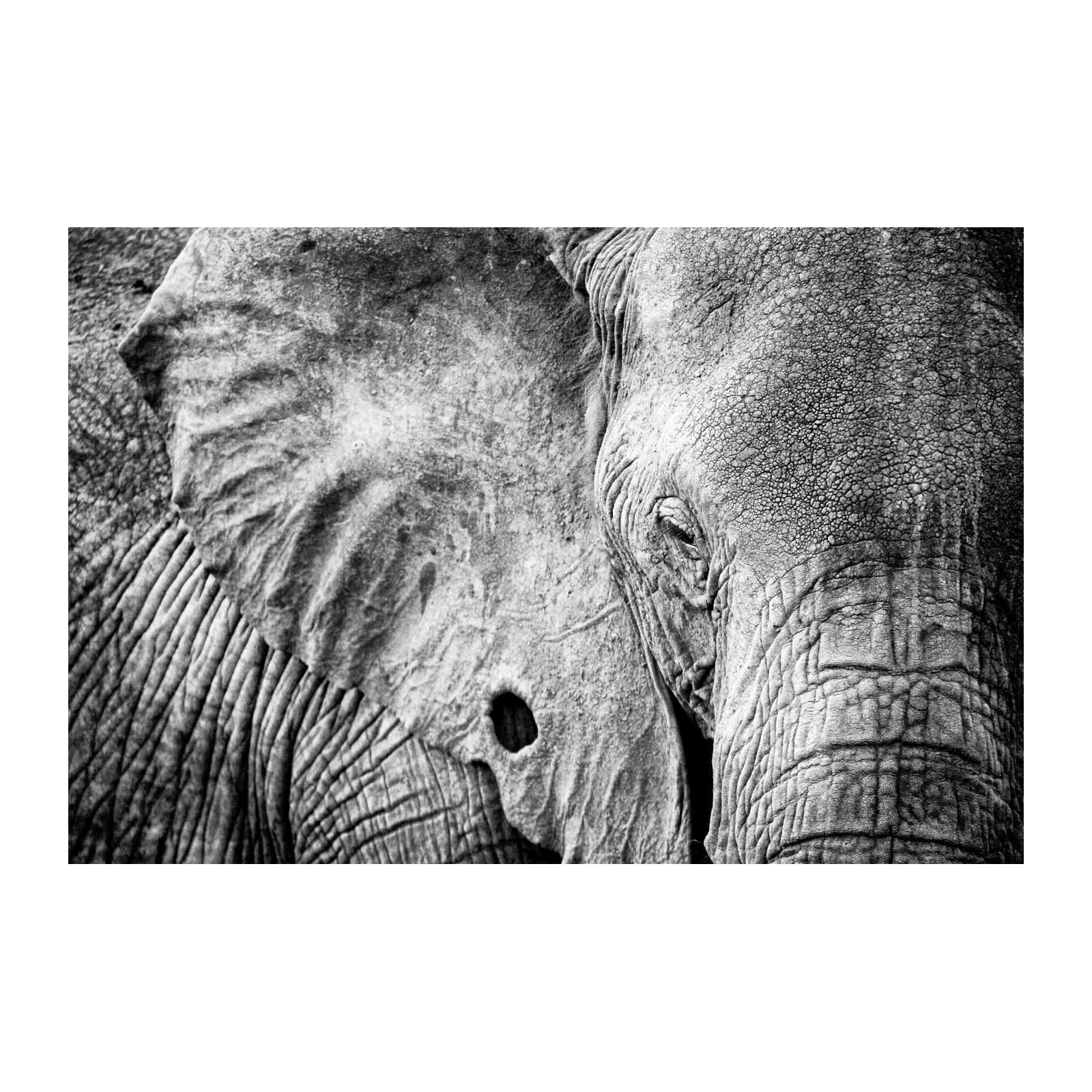 Majestic Elephant B&W Close-up Wall Art