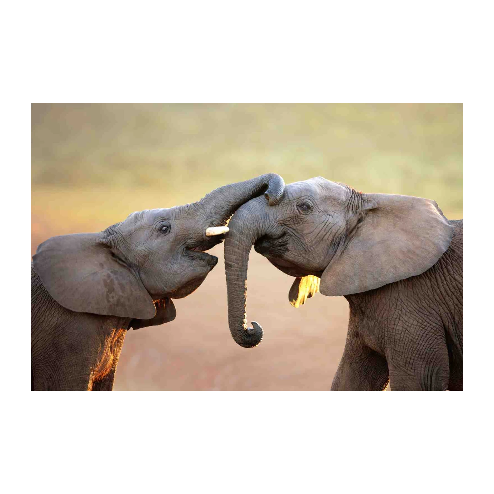 Majestic Elephant Love Wall Art