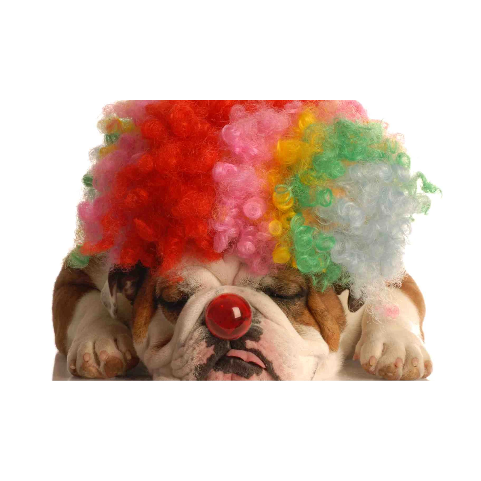 Funny Clown Bulldog Portrait Wall Art